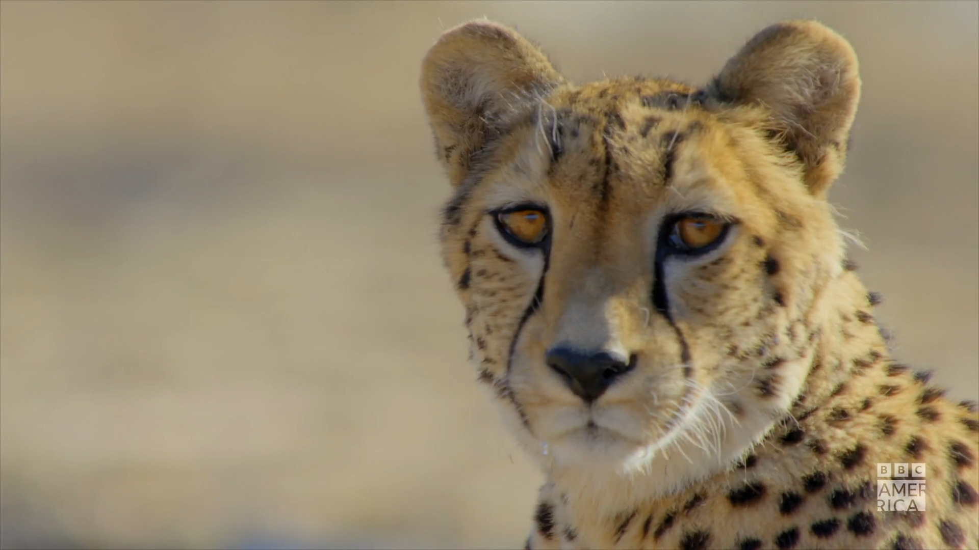 Watch Africa's Wild Year Trailer | Africa's Wild Year Video Extras