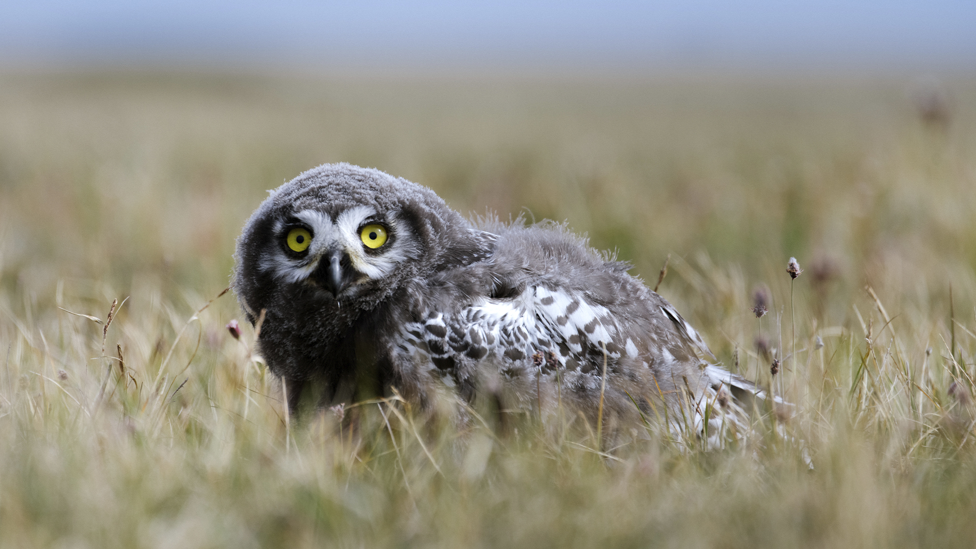 Watch Planet Earth: Frozen Planet II Season 2 Episode 5 | Stream Full Episodes