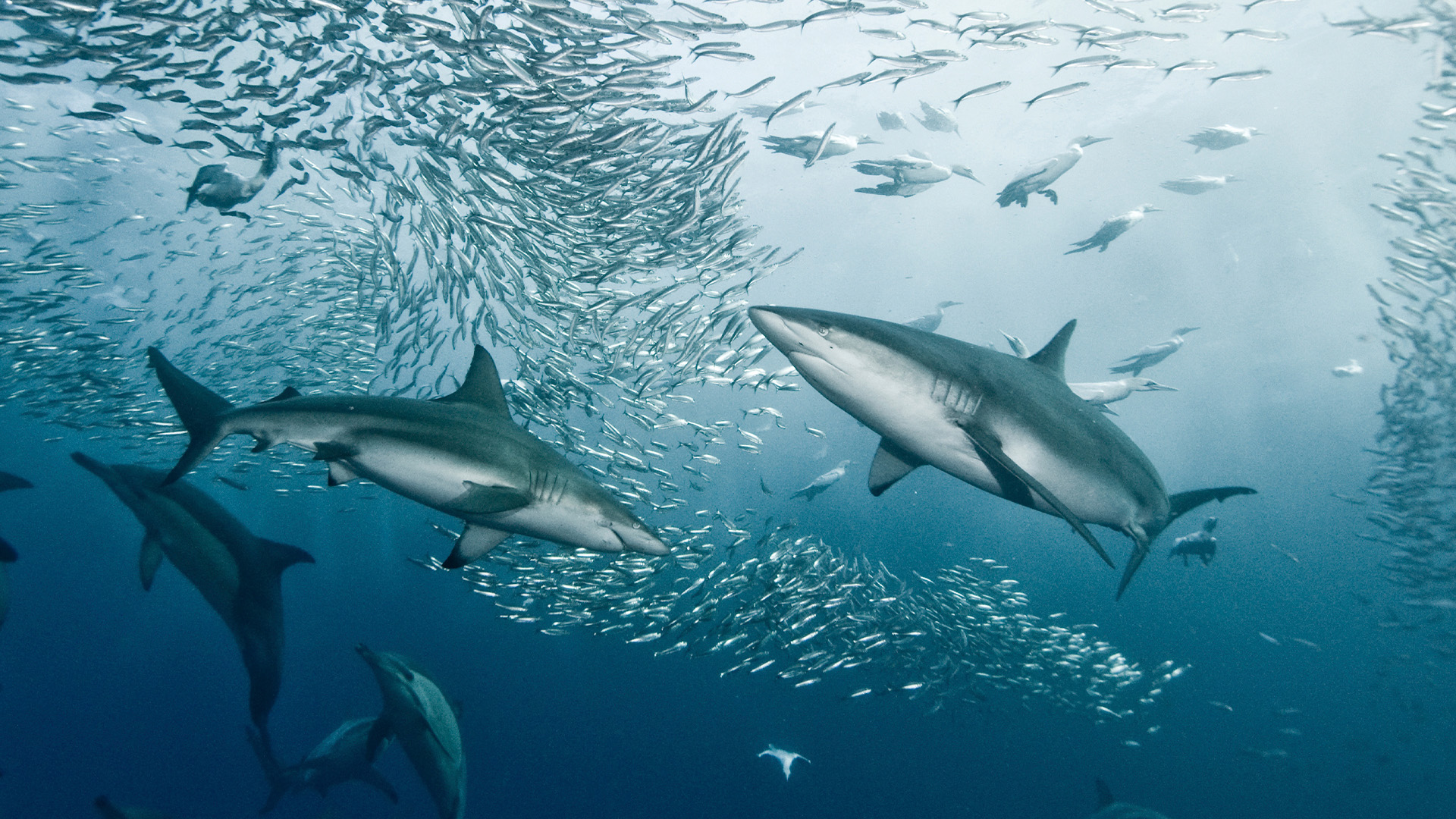 The Great Tide, In South Africa, the Sardine Run attracts ocean predators., TV-PG, Season 1, Episode 4