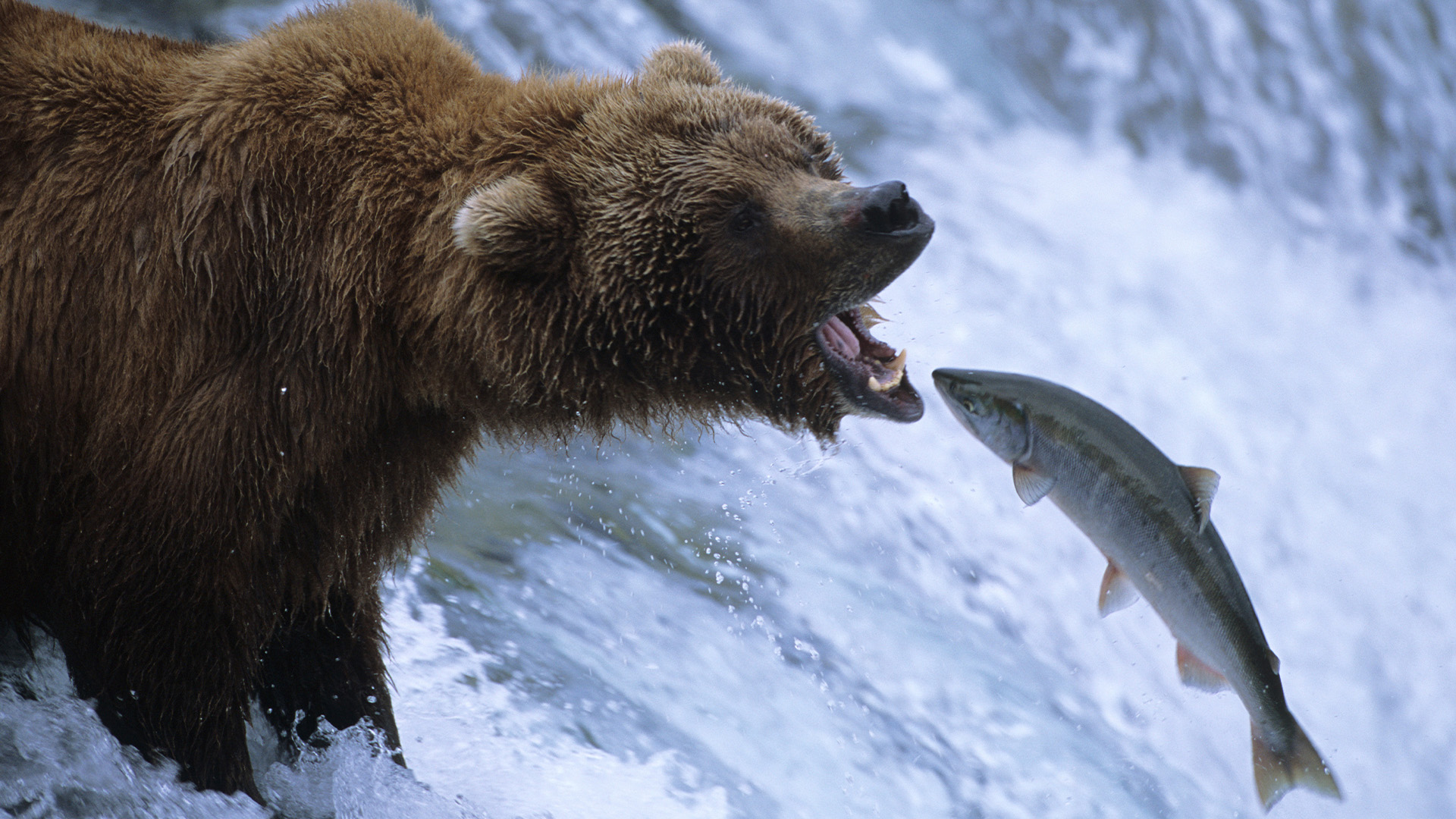 The Great Salmon Run, Grizzly bears and forest wolves battle for salmon in Canada., TV-PG, Season 1, Episode 2