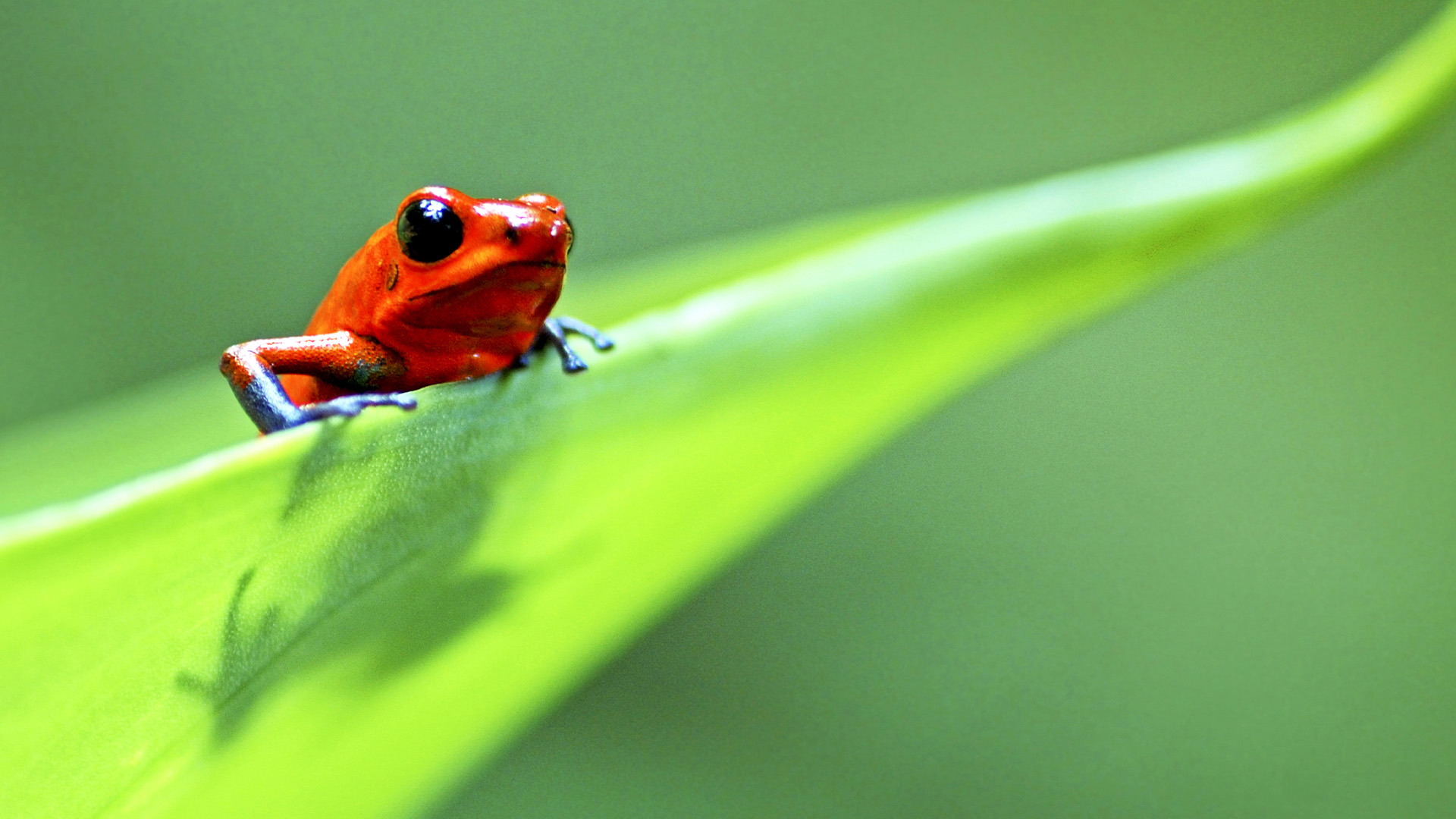 Planet Earth: Life Season 1 Episode 1 - Challenges of Life