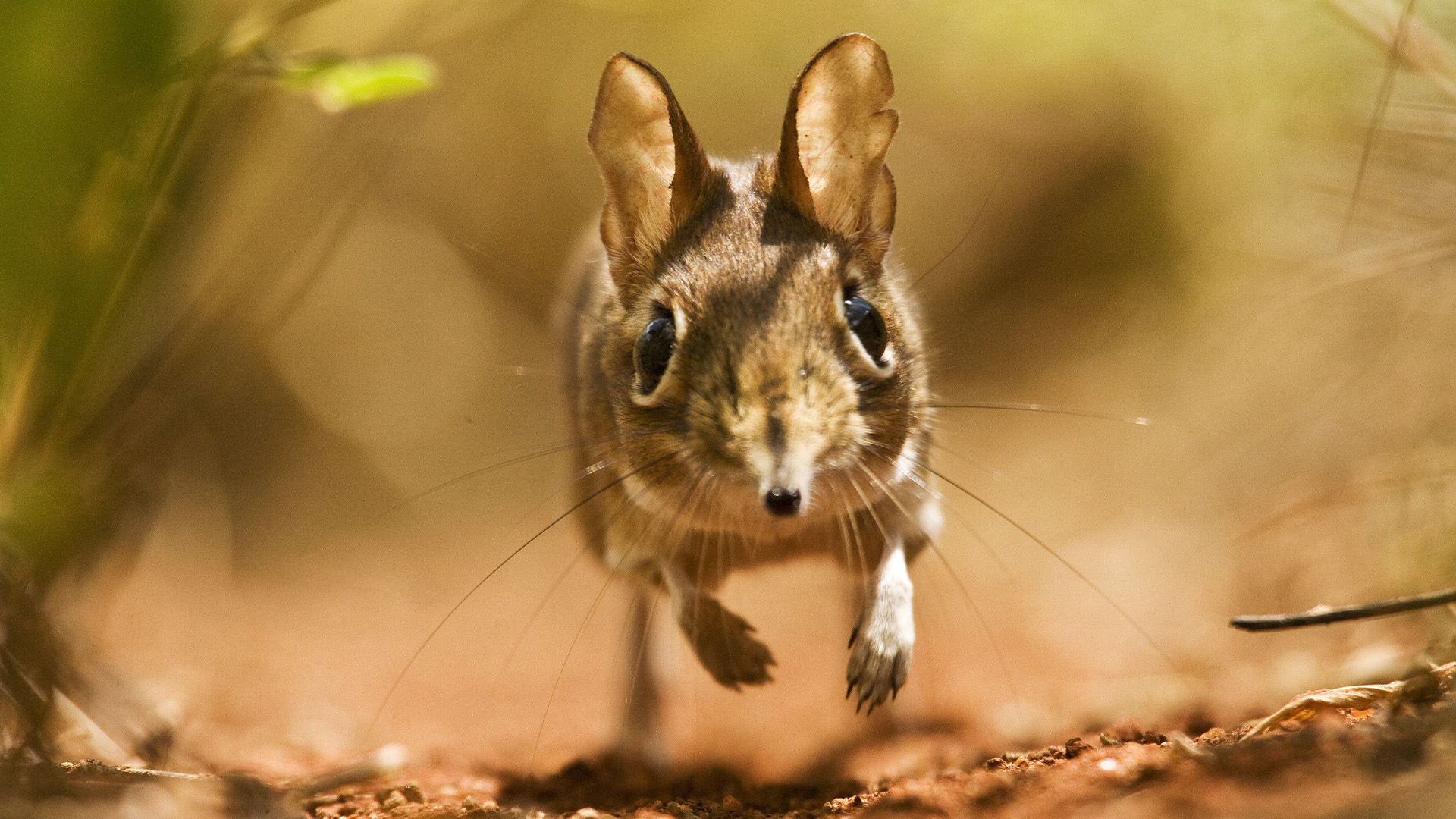 Planet Earth: Life Season 1 Episode 3 - Mammals