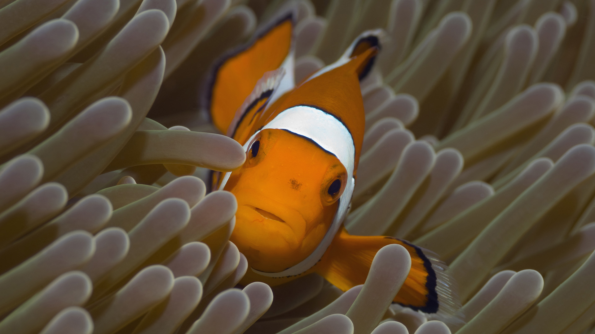 Planet Earth: Life Season 1 Episode 4 - Fish