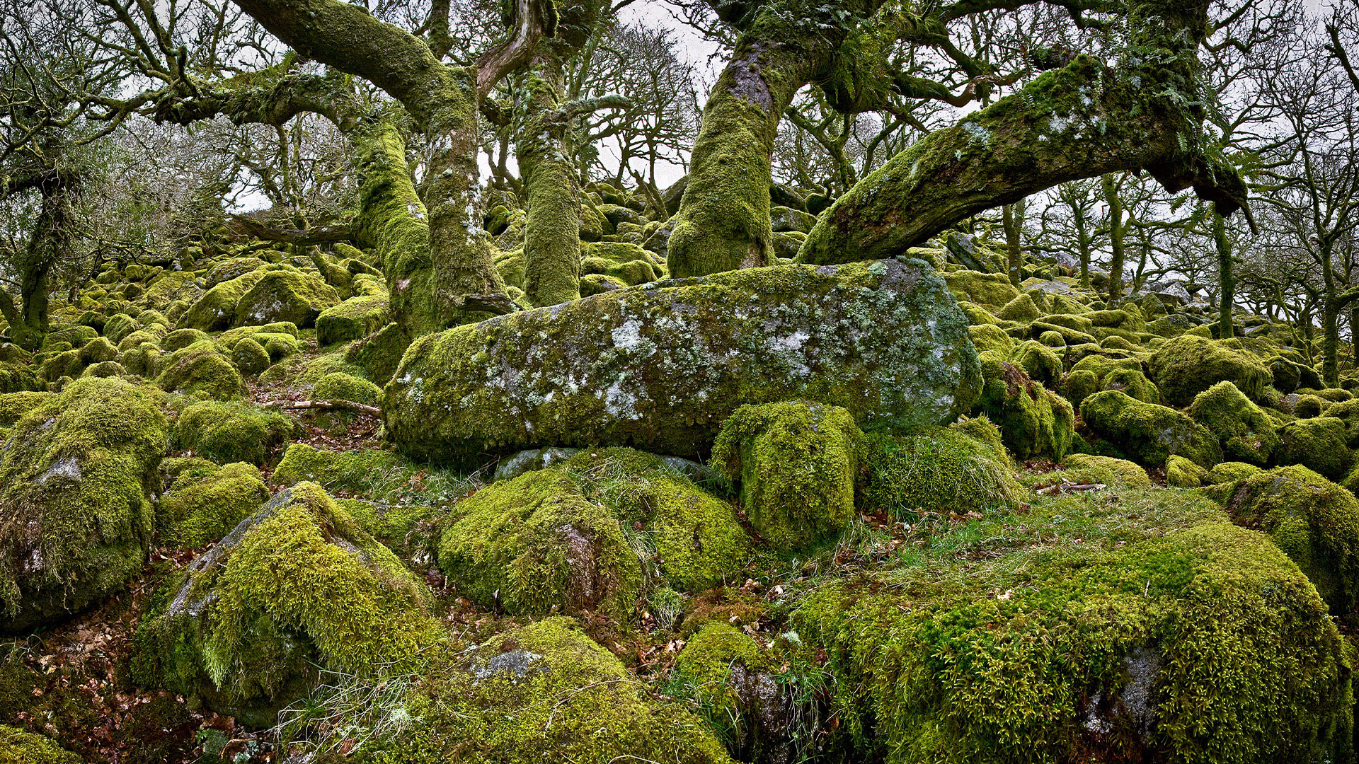 Planet Earth: Life Season 1 Episode 9 - Plants