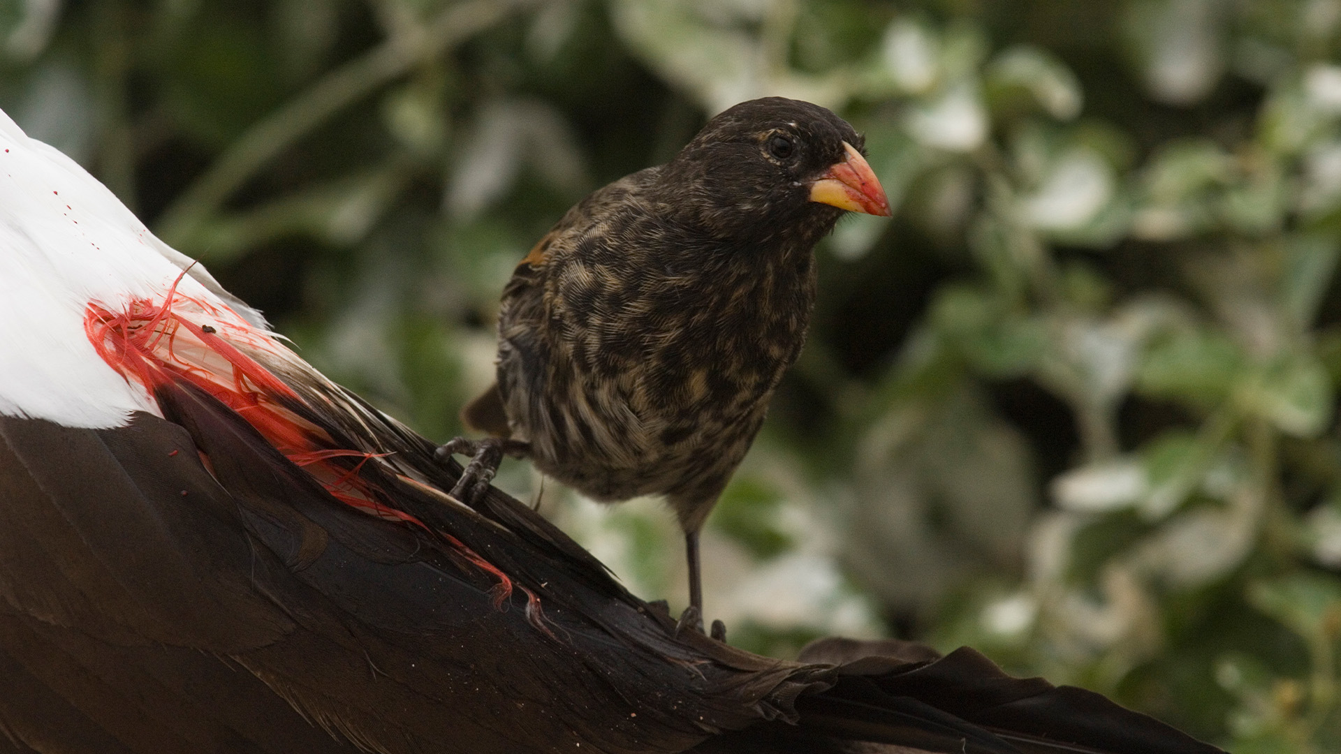 Hidden Habitats Season 1 Episode 1 - Galapagos