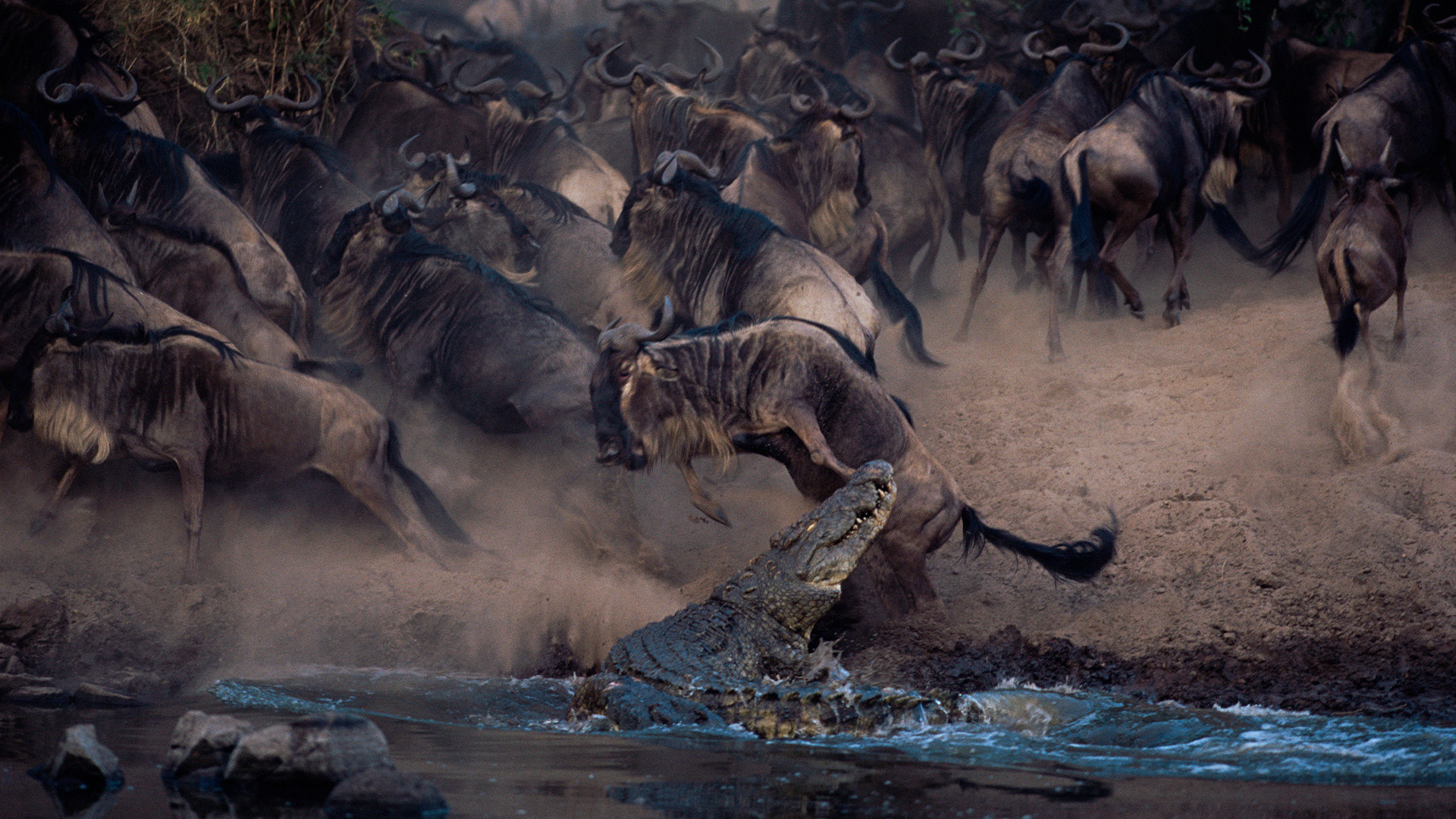 Hidden Habitats Season 1 Episode 2 - Serengeti