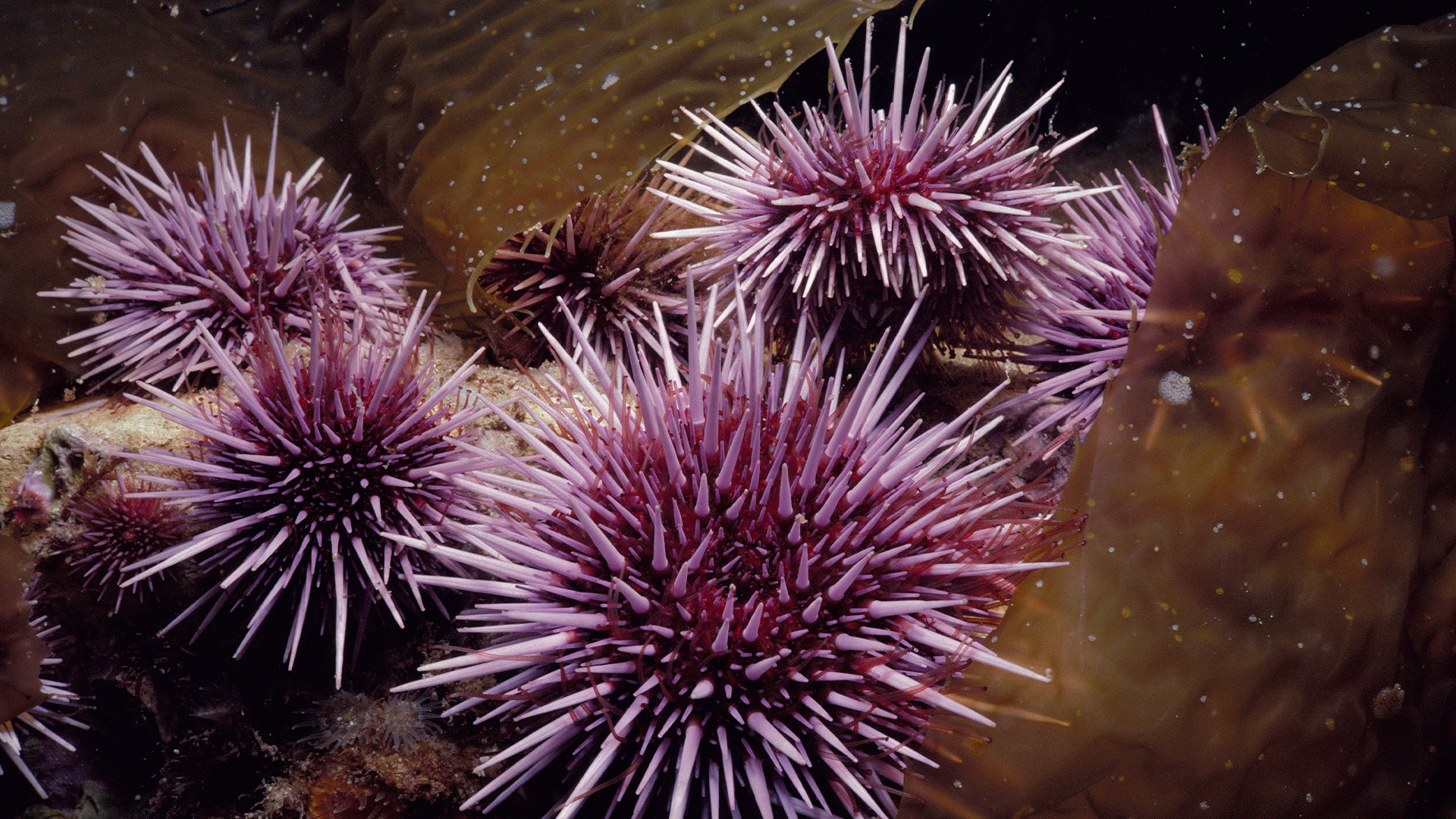 Hidden Habitats Season 1 Episode 4 - Monterey Bay