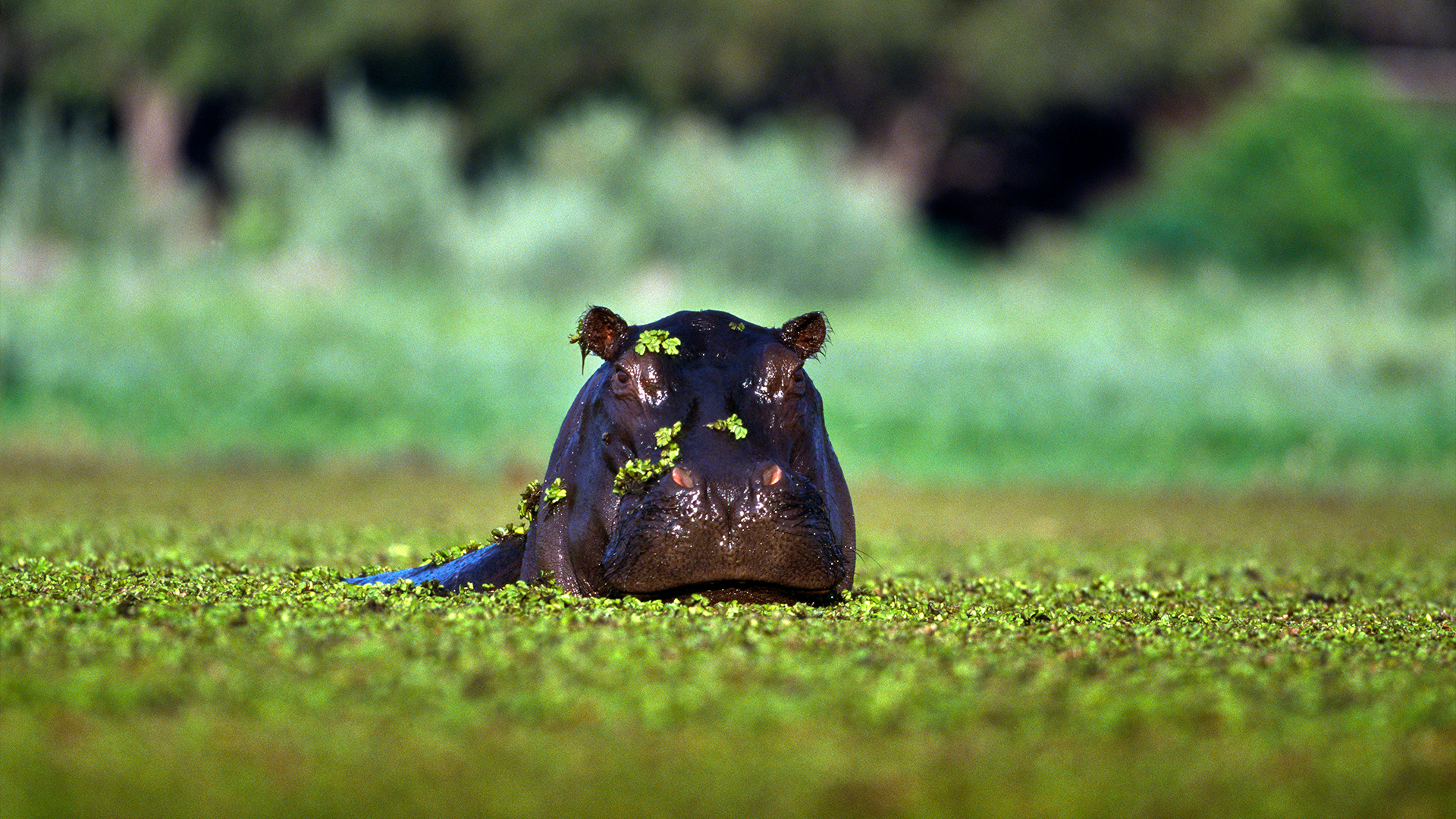 Hidden Habitats Season 1 Episode 5 - Canada's Coastal Forests