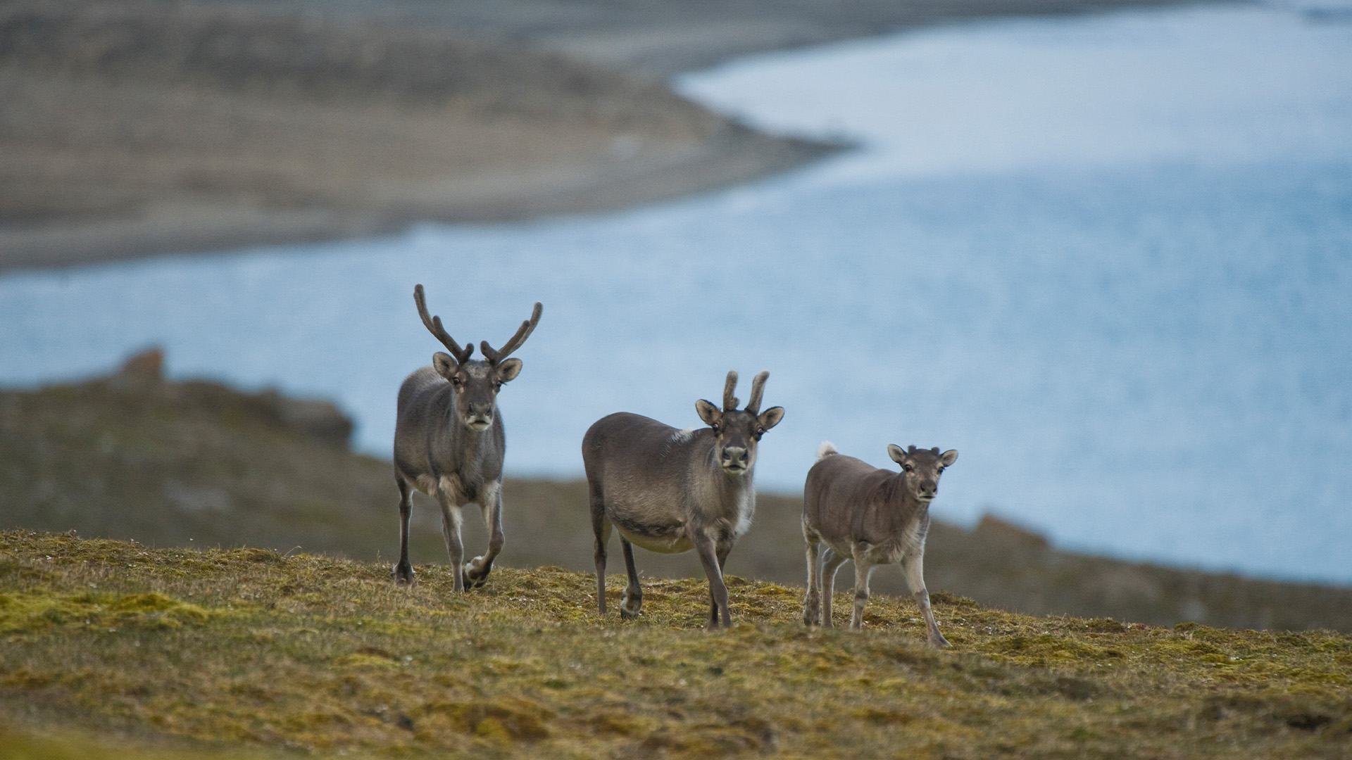 Hidden Habitats Season 1 Episode 6 - Great Barrier Reef