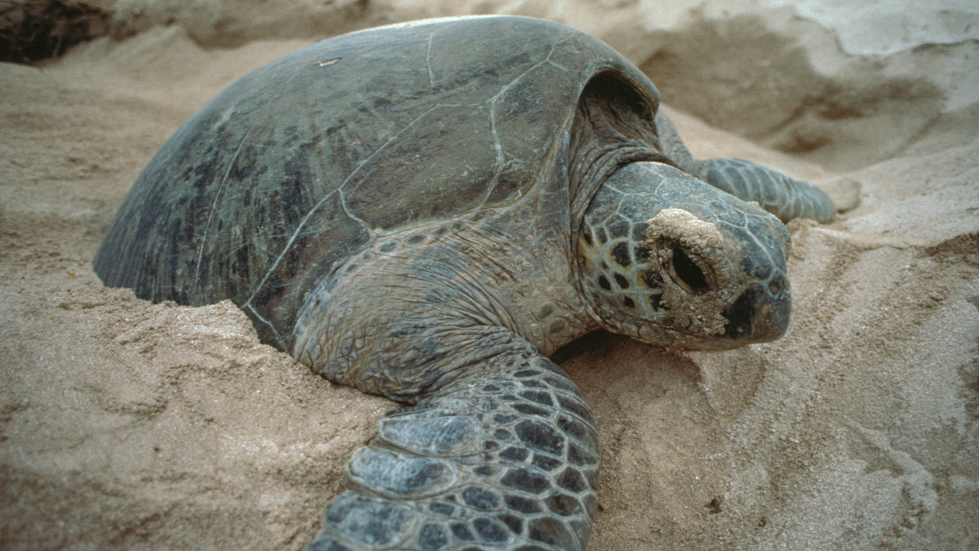 Hidden Habitats Season 1 Episode 8 - Yellowstone