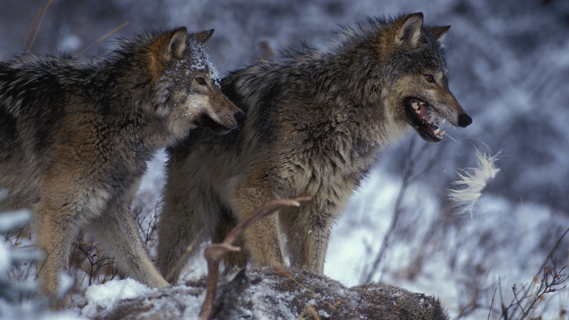 Hidden Habitats Season 1 Episode 10 - Svalbard