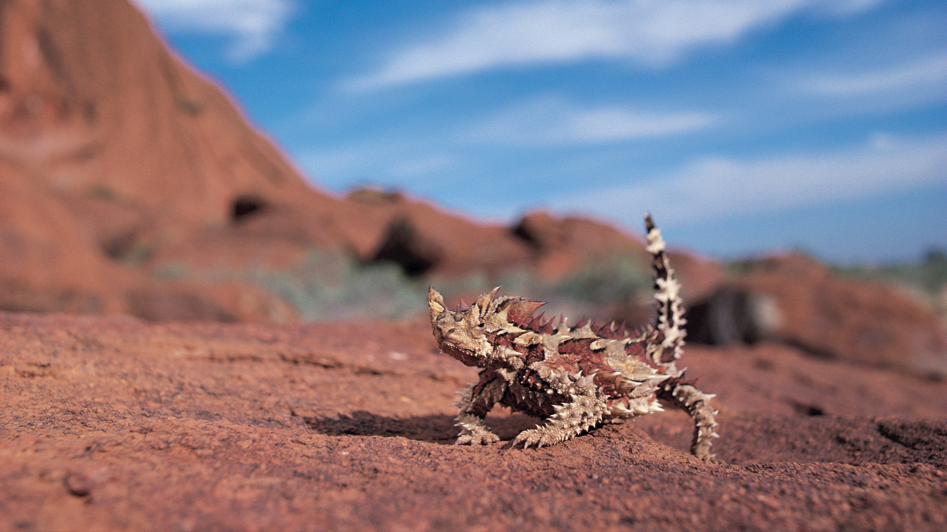 Hidden Habitats Season 1 Episode 12 - Scottish Highlands