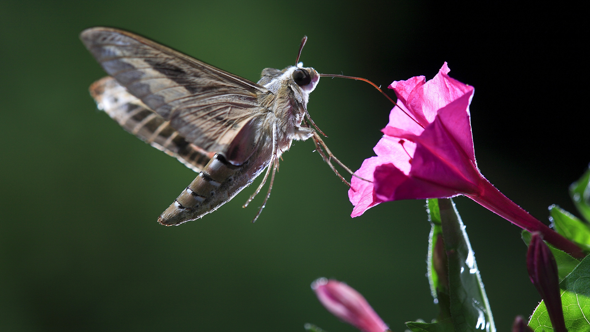 Hidden Habitats Season 1 Episode 15 - Making Worlds