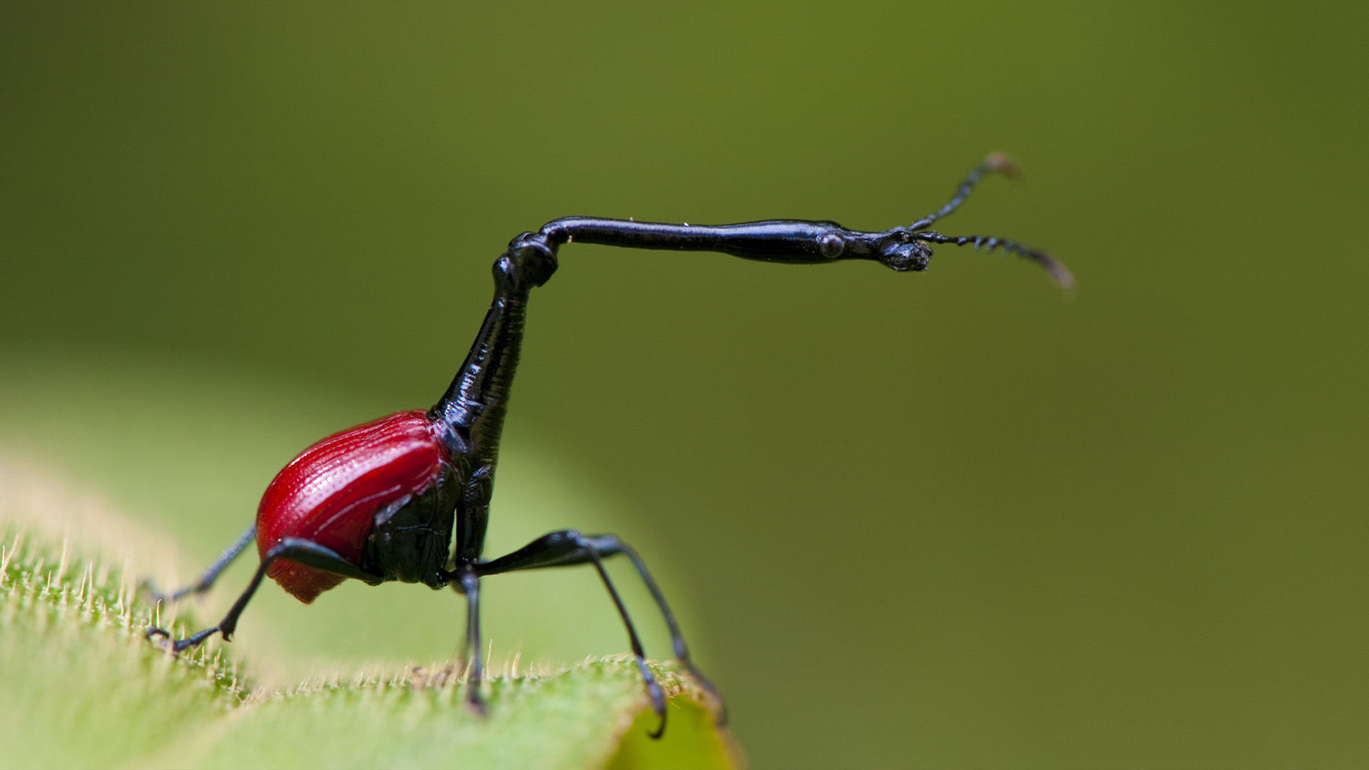 Hidden Habitats Season 1 Episode 16 - The Secret To Their Success