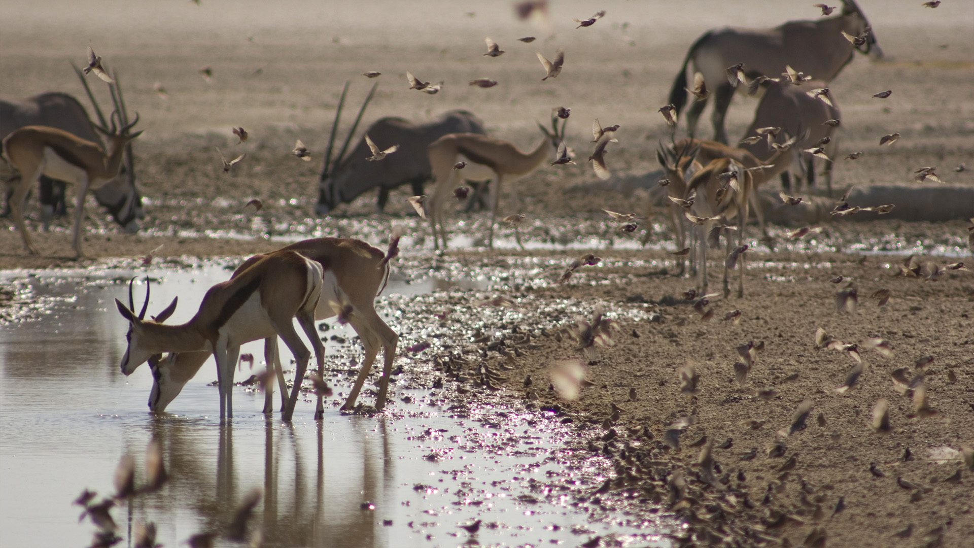 Planet Earth: Africa Season 1 Episode 1 - Kalahari