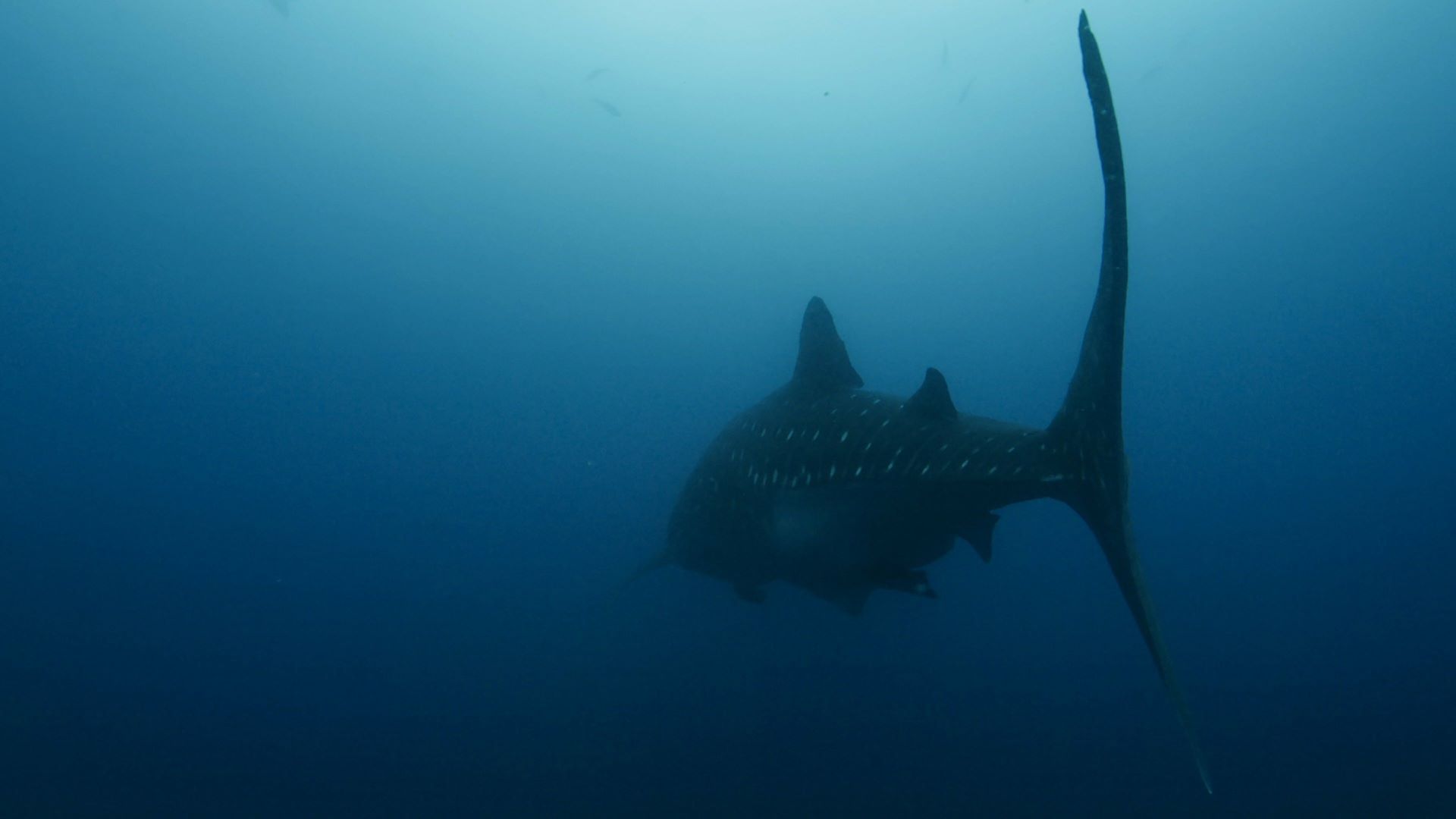 Big Blue, See how animals survive the open ocean., TV-G, Season 1, Episode 4