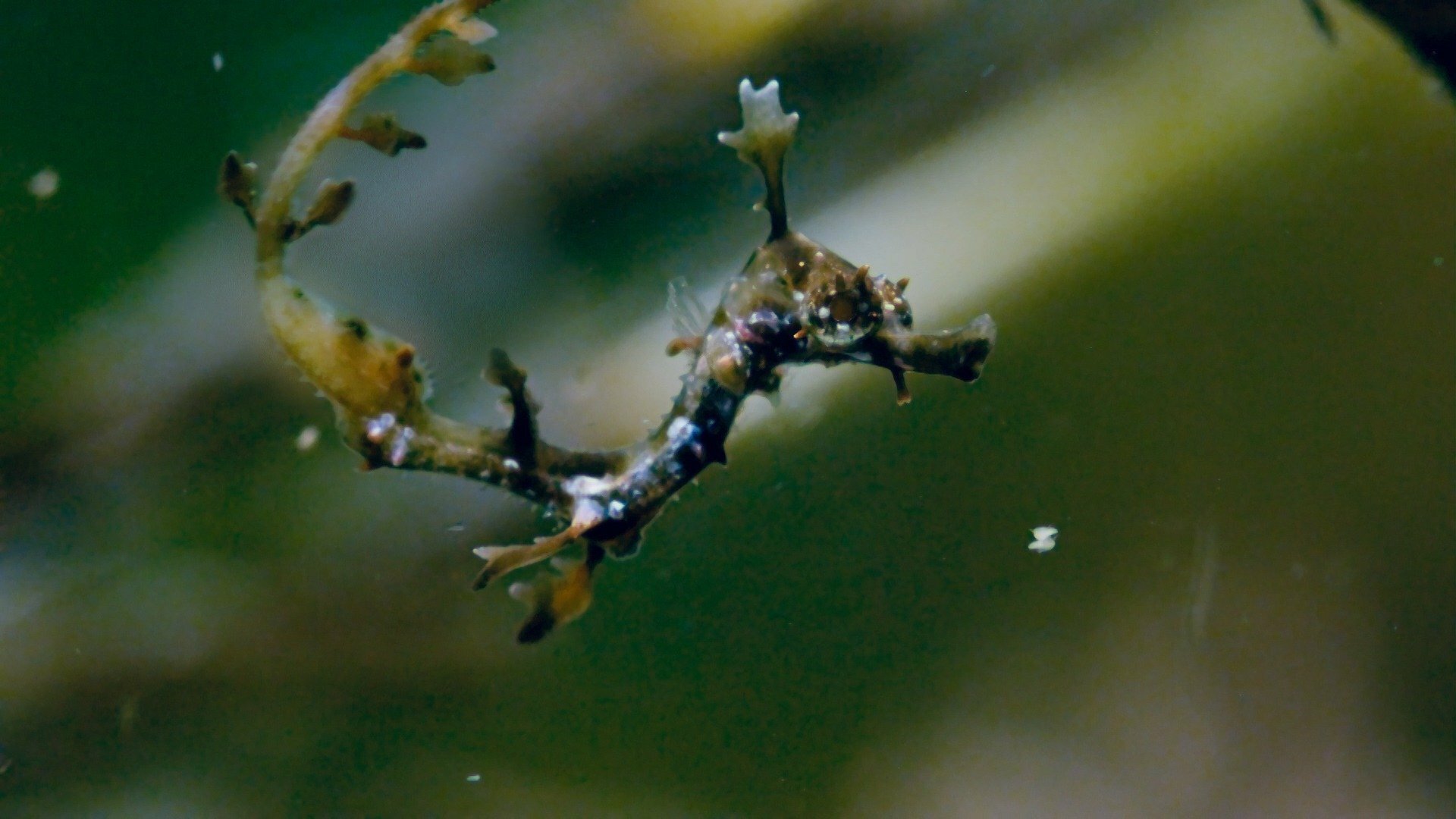 Green Seas, Explore bountiful and competitive kelp forests., TV-G, Season 1, Episode 5