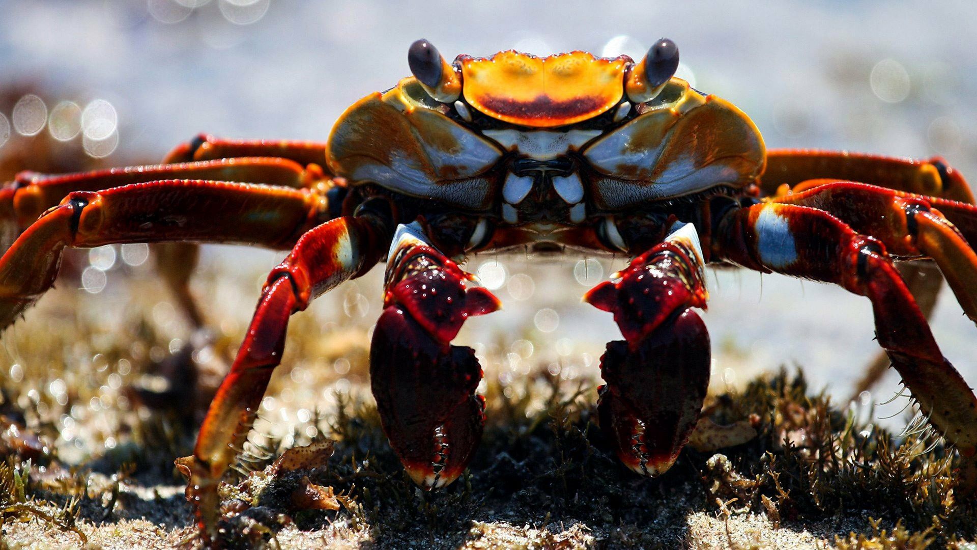 Coasts, Discover diverse costal lifeforms., TV-G, Season 1, Episode 6