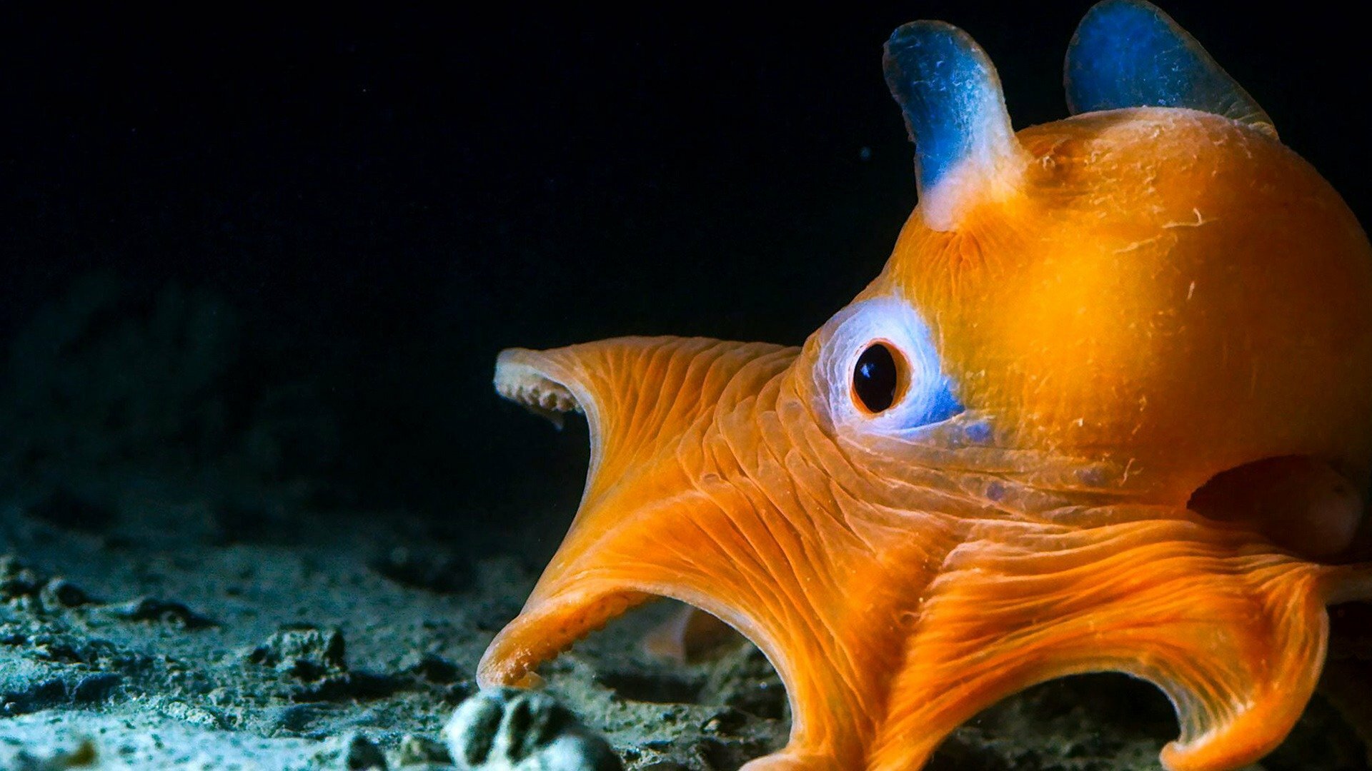 The Deep, Journey to the deepest parts of the oceans., TV-G, Season 1, Episode 2