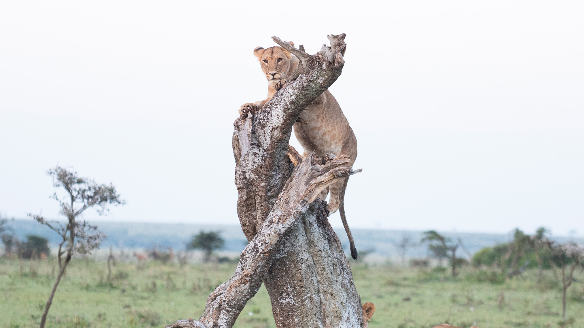 Episode 2, A horrible drought brings trouble for these native animals., TV-PG, Season 1, Episode 2