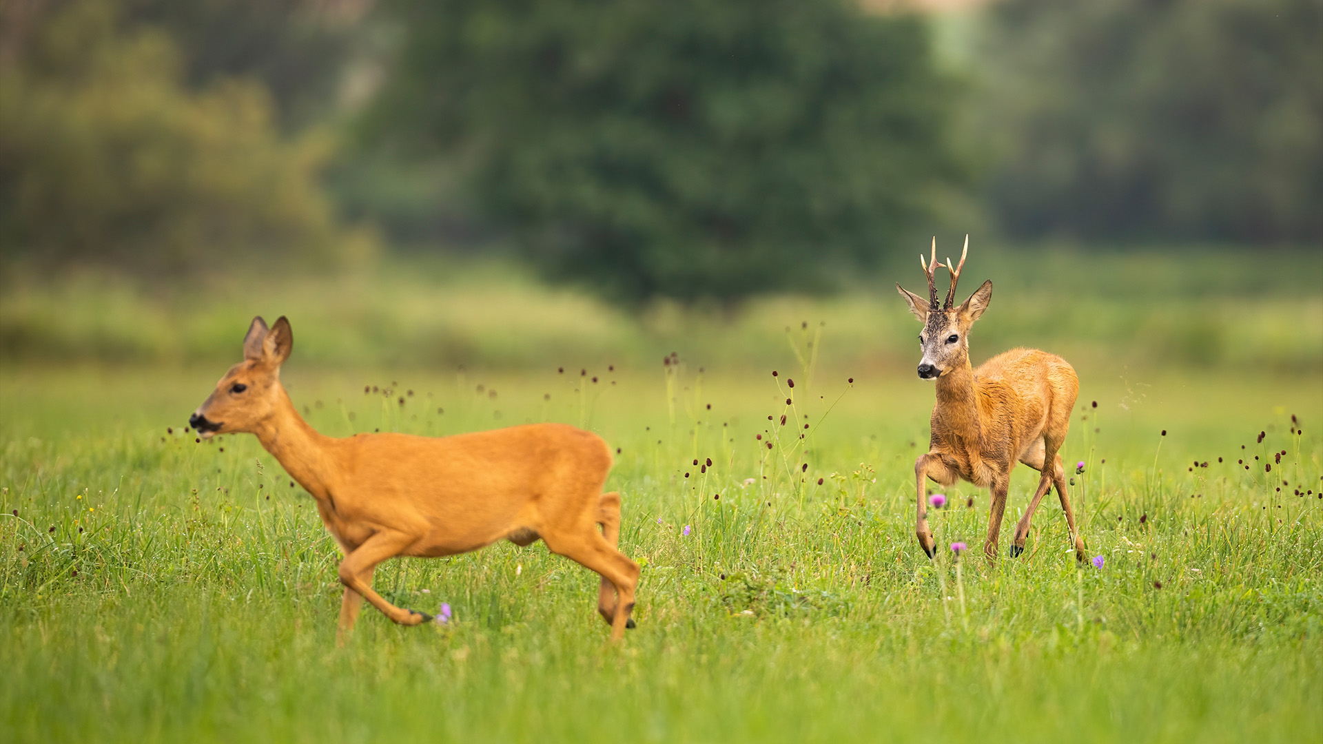 Spring Wild Group BBC America | Watch TV Shows & Movies Online | Stream Current Episodes