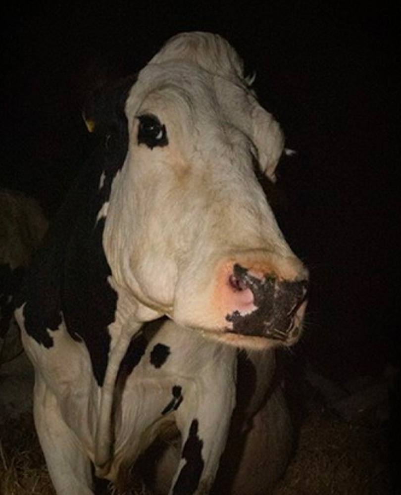 Cow, Academy Award winner Andrea Arnold returns with an intimate portrait of one dairy cow's life. The film highlights the beauty and challenges cows face, and their great service to us all., TV-14, Documentary, 2022, 1 hour 38 minutes