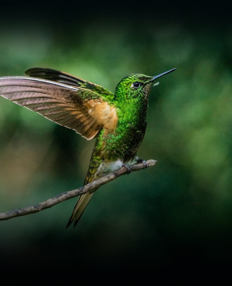 Bird's Eye View, In this short film, cinematographer Ann Johnson Prum and her son traverse the desert in search of a rare thicket of hummingbird nests., TV-G, Documentary, 2024, 4 minutes