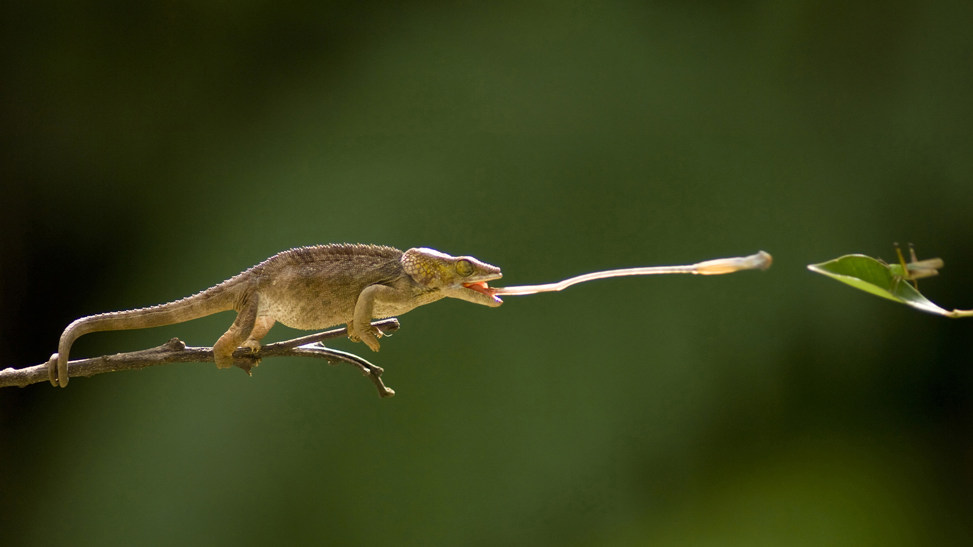 Reptiles and Amphibians, Frogs hunt bats; Komodo dragons track buffalo., TV-PG, Season 1, Episode 2