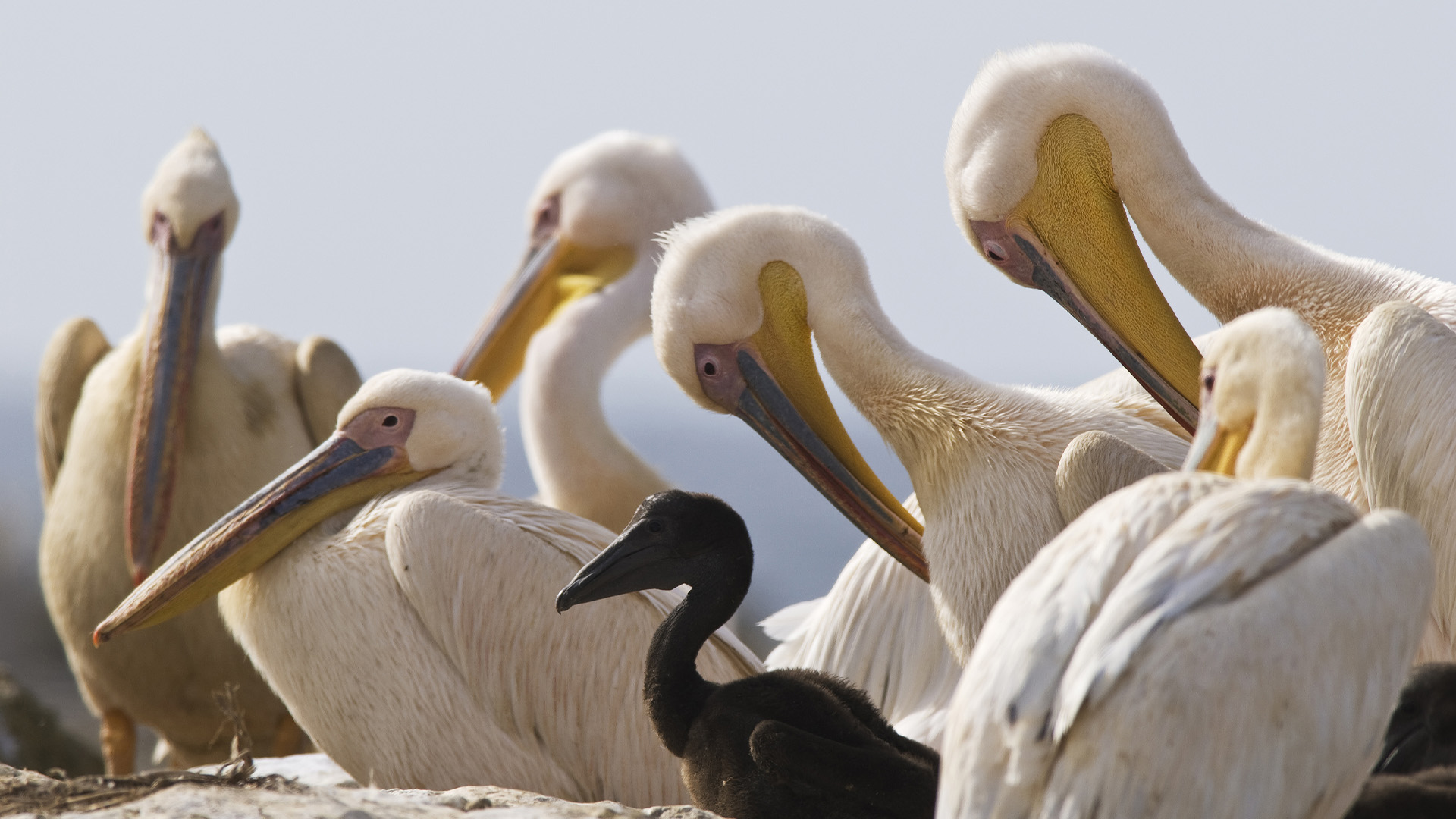 Birds, Birds can show murderous tendencies., TV-PG, Season 1, Episode 5