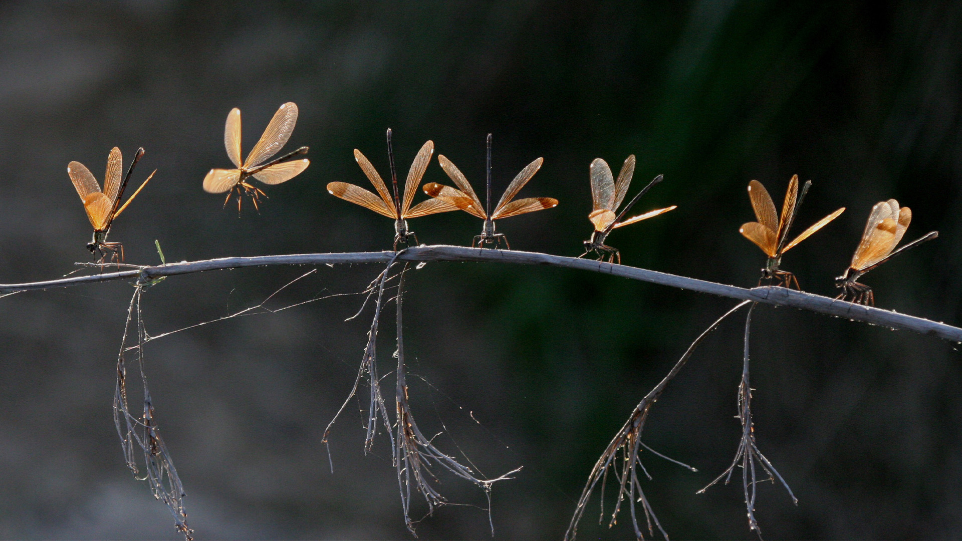 Insects, Insects are the world's most diverse animal group., TV-PG, Season 1, Episode 6