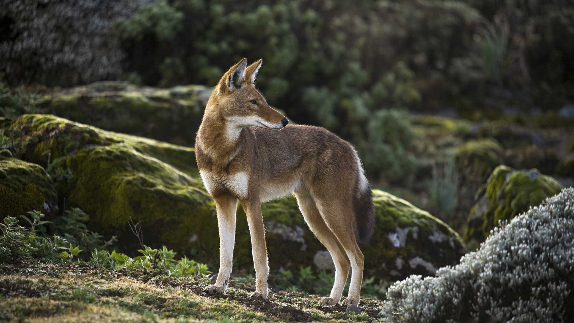 Hunters and Hunted, Explore the battles fought daily between carnivores and prey, TV-PG, Season 1, Episode 7