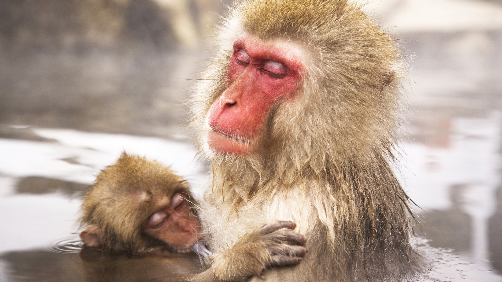 Primates, Primates are intelligent and capable of problem solving., TV-PG, Season 1, Episode 10