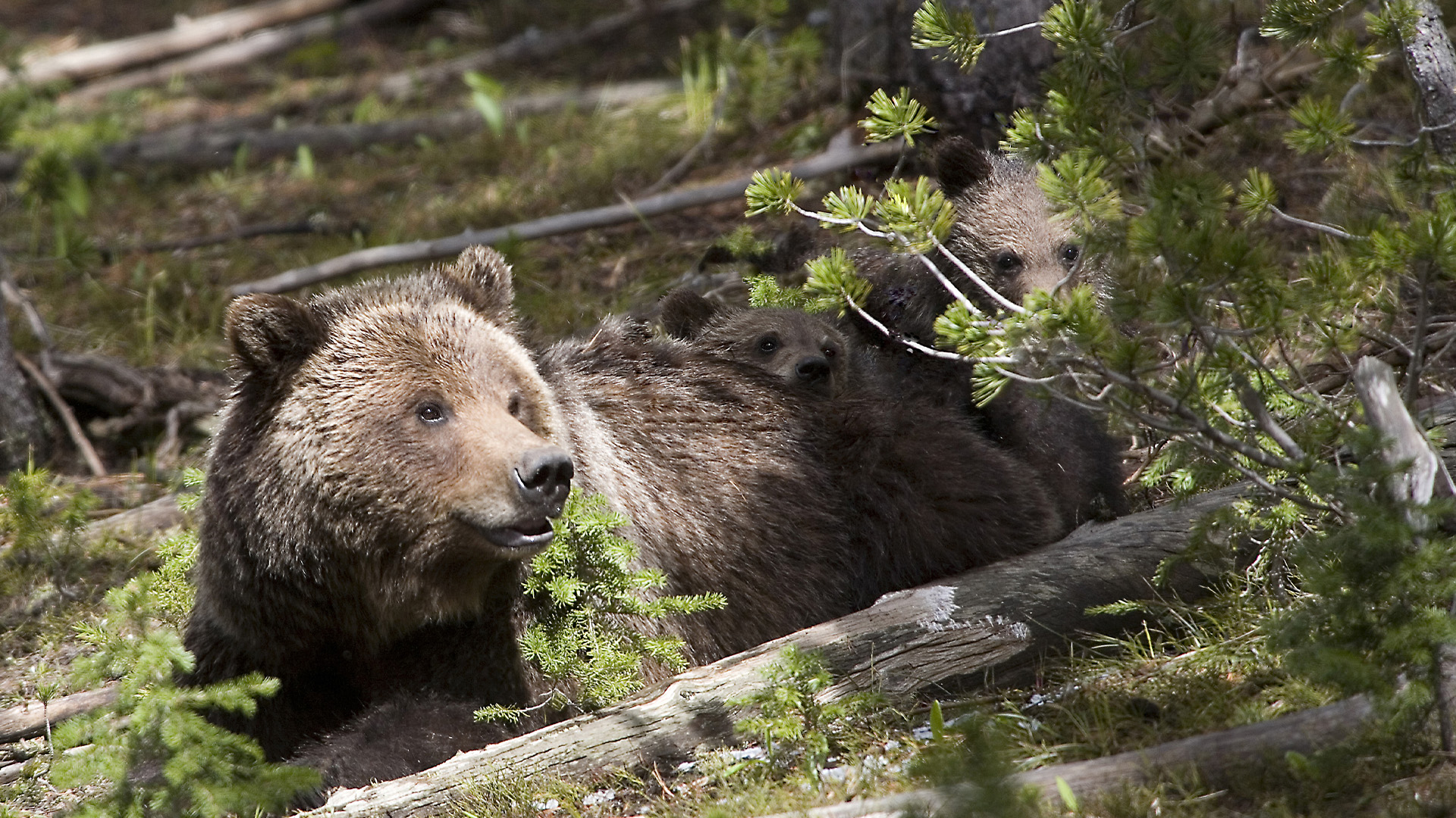 Summer, As the winter snow melts, animals return to the grasslands., TV-G, Season 1, Episode 2