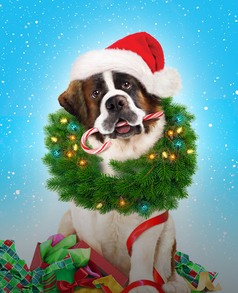 Beethoven's Christmas Adventure, 'Tis the season to celebrate with everyone's favourite St. Bernard, Beethoven, in an all-new, heartwarming holiday adventure where the hilarious canine speaks for the first time!, TV-PG, Comedy, 2011, 1 hour 30 minutes