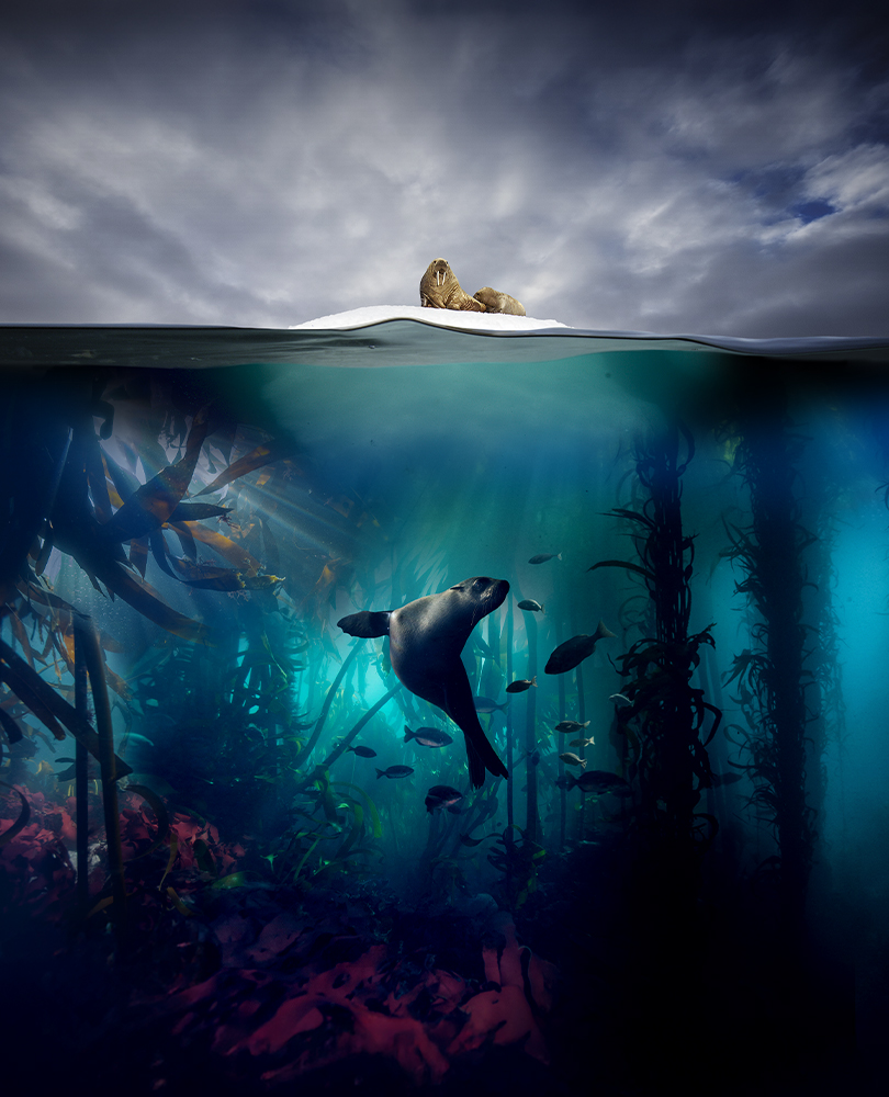 Planet Earth: Blue Planet II, By using breakthroughs in science and cutting-edge technology to explore this final frontier, these memorable scenes from Blue Planet II reveal the astonishing characters, otherworldly places and extraordinary new animal behaviors., TV-G, Documentary, 2017, 1 season