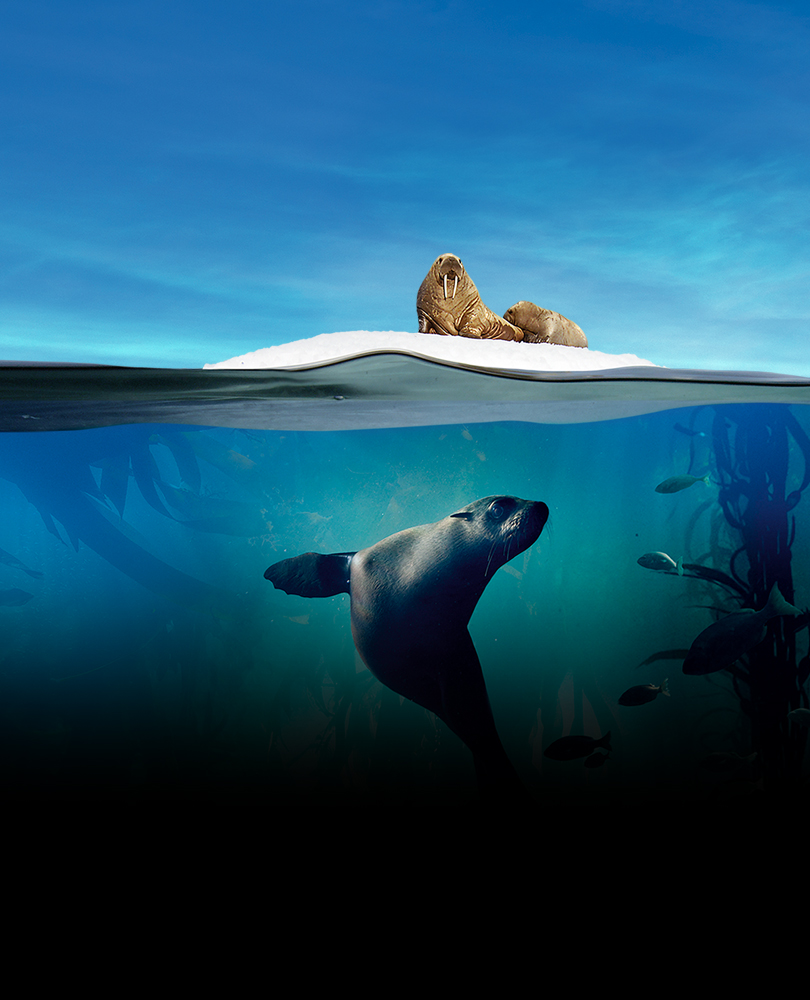 Planet Earth: Blue Planet II, David Attenborough returns to the world's oceans in this sequel to the acclaimed documentary filming rare and unusual creatures of the deep, as well as documenting the problems our oceans face., TV-G, Nature, 2017, 1 season