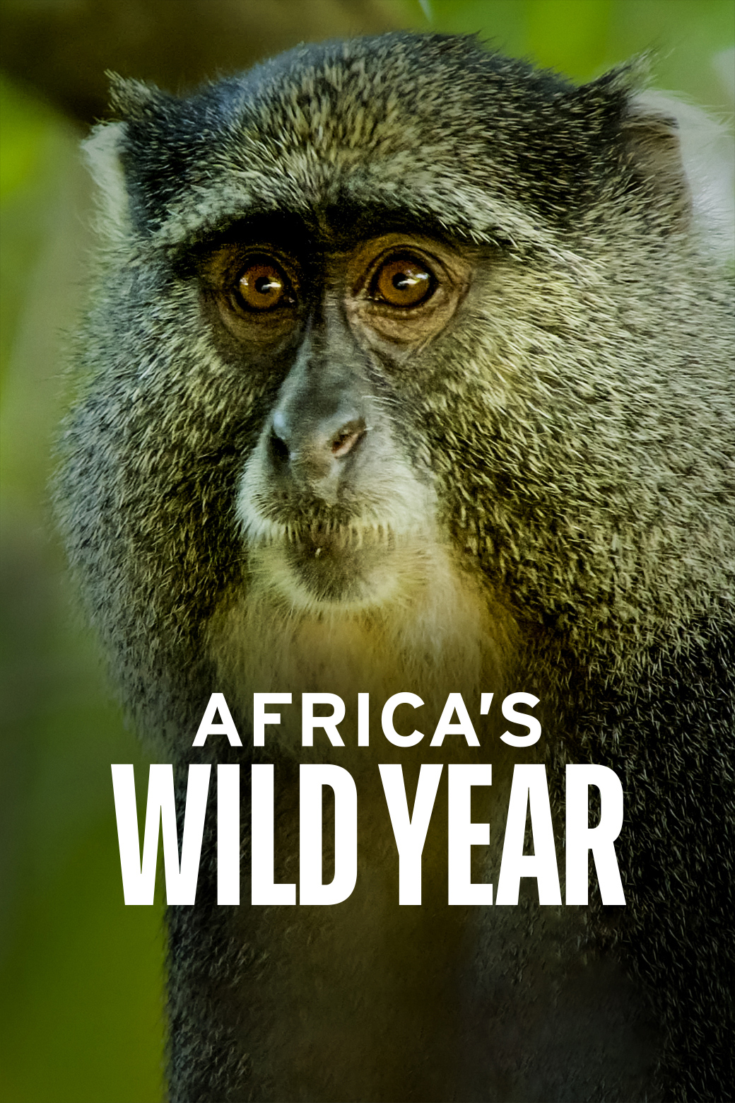 Africa's Wild Year