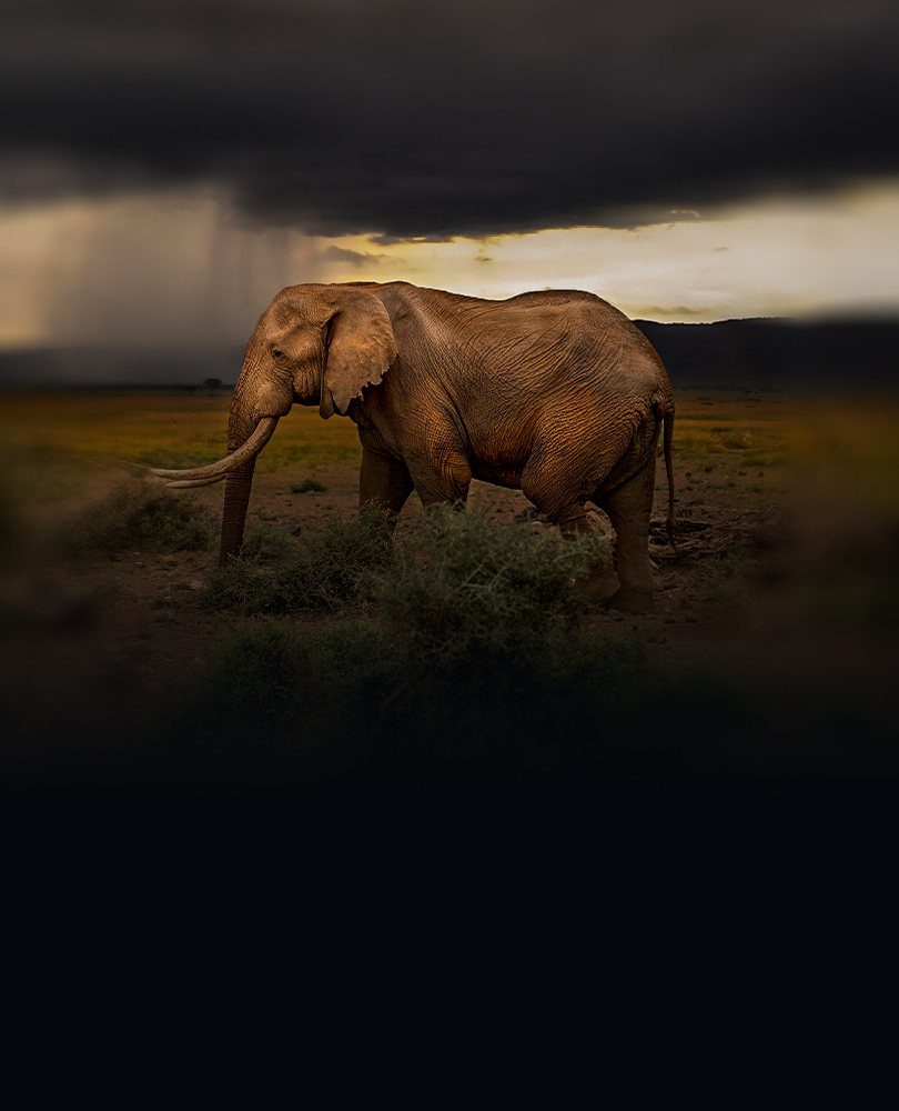 Chasing the Rains, Narrated by Bridgerton’s Adjoa Andoh, this epic four-part series takes audiences into one of the most majestic, unspoiled and rarely filmed areas in Africa, following the remarkable journey of three animal families., TV-PG, Nature, 2023, 1 season