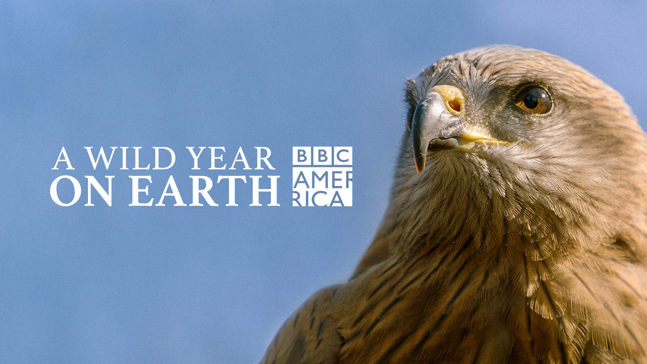 Watch A Wild Year On Earth Online | Stream Full Episodes