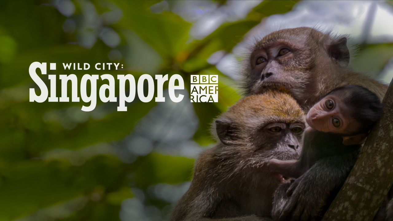 Watch Wild City: Singapore Online | Stream Full Episodes
