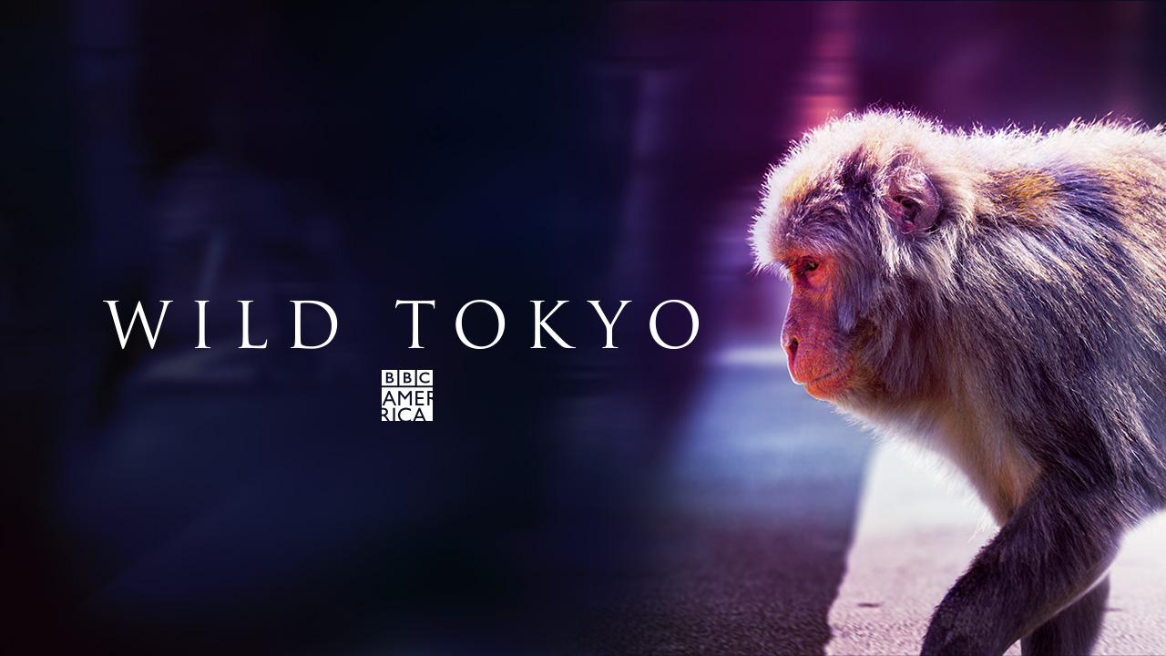 Watch Wild Tokyo Online | Stream Full Episodes
