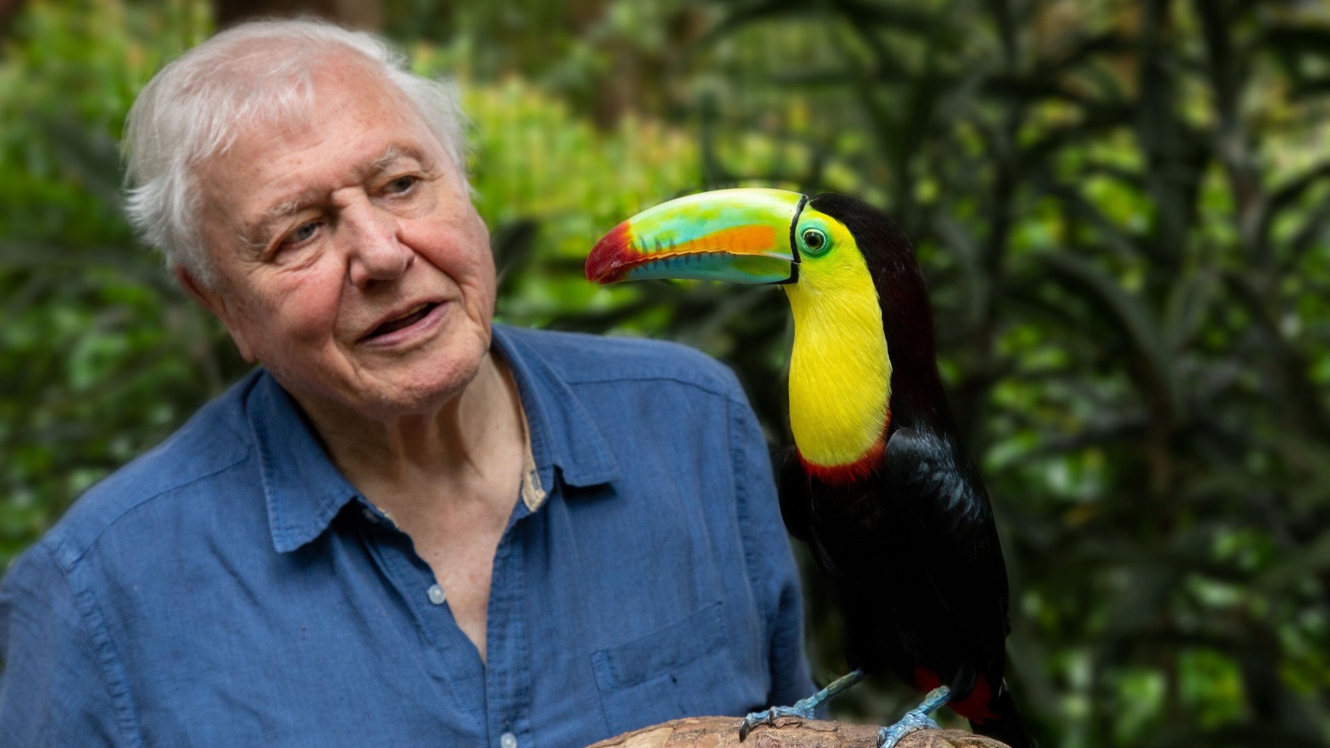 David Attenborough in Life in Colour