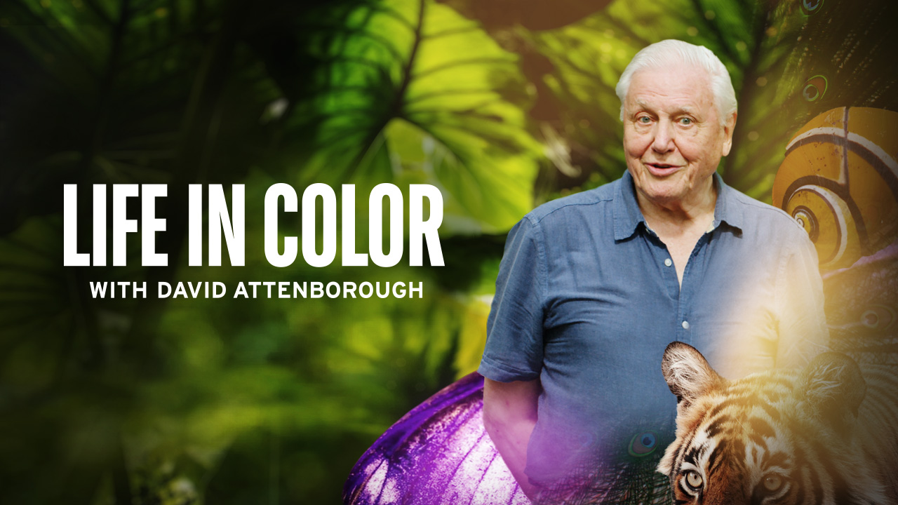 Watch Life in Color With David Attenborough Online | Stream Full Episodes