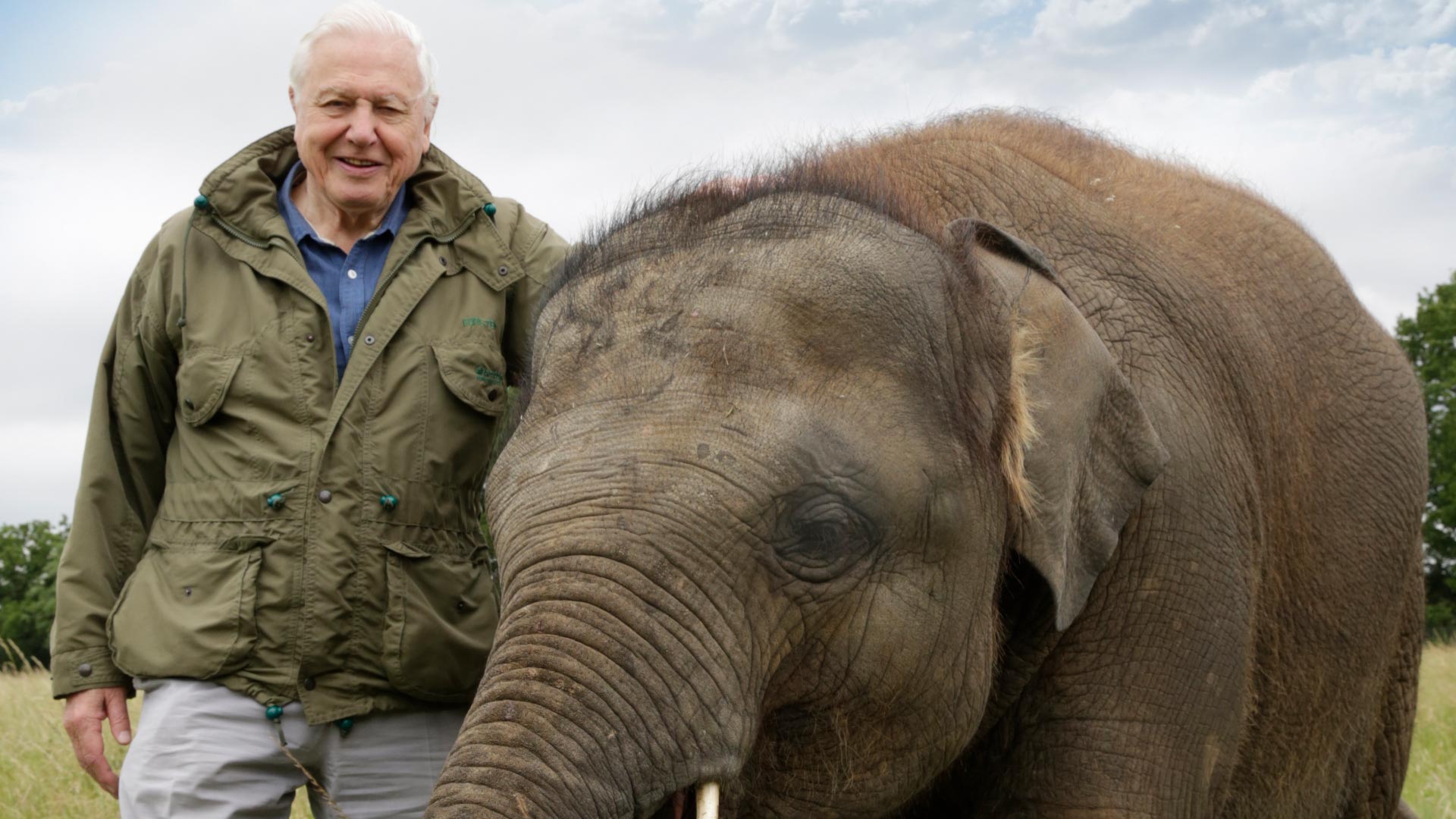 Watch Attenborough and the Giant Elephant Online | Stream Full Episodes