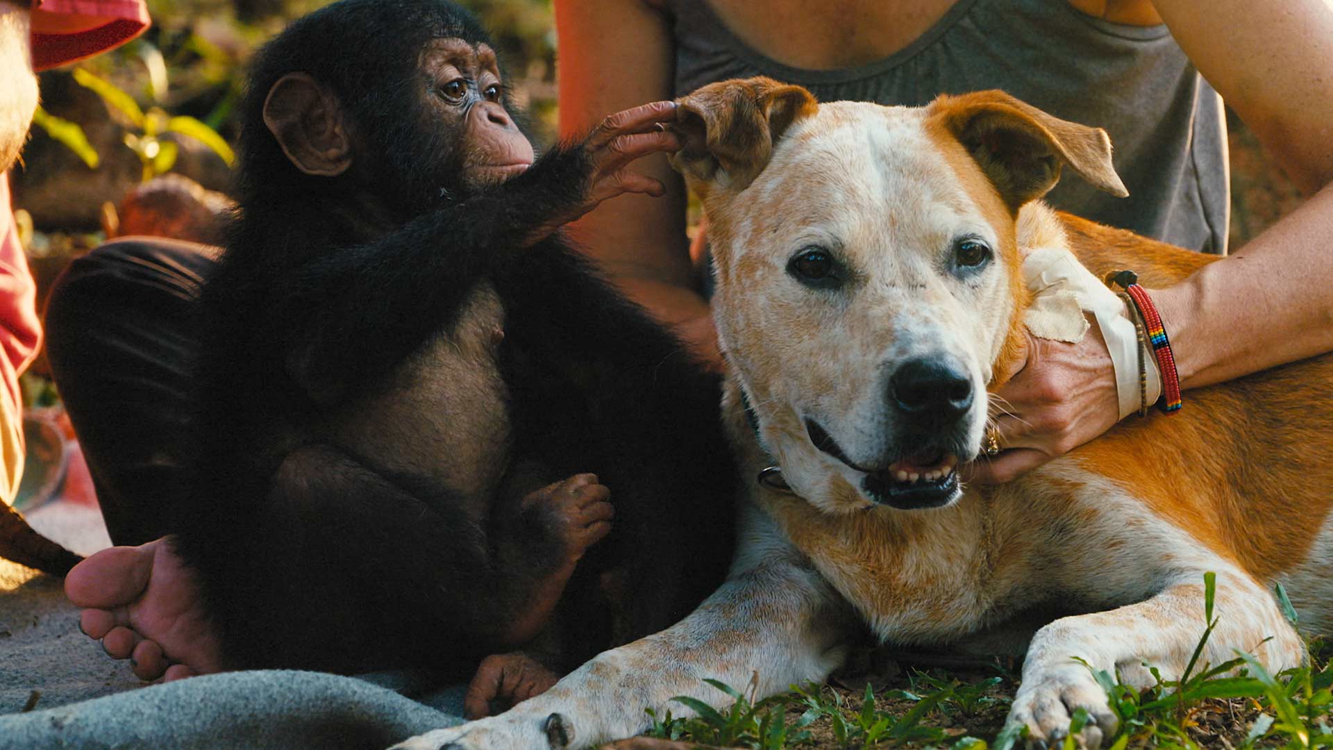 Watch Baby Chimp Rescue Season 1 Episode 2 | Stream Full Episodes