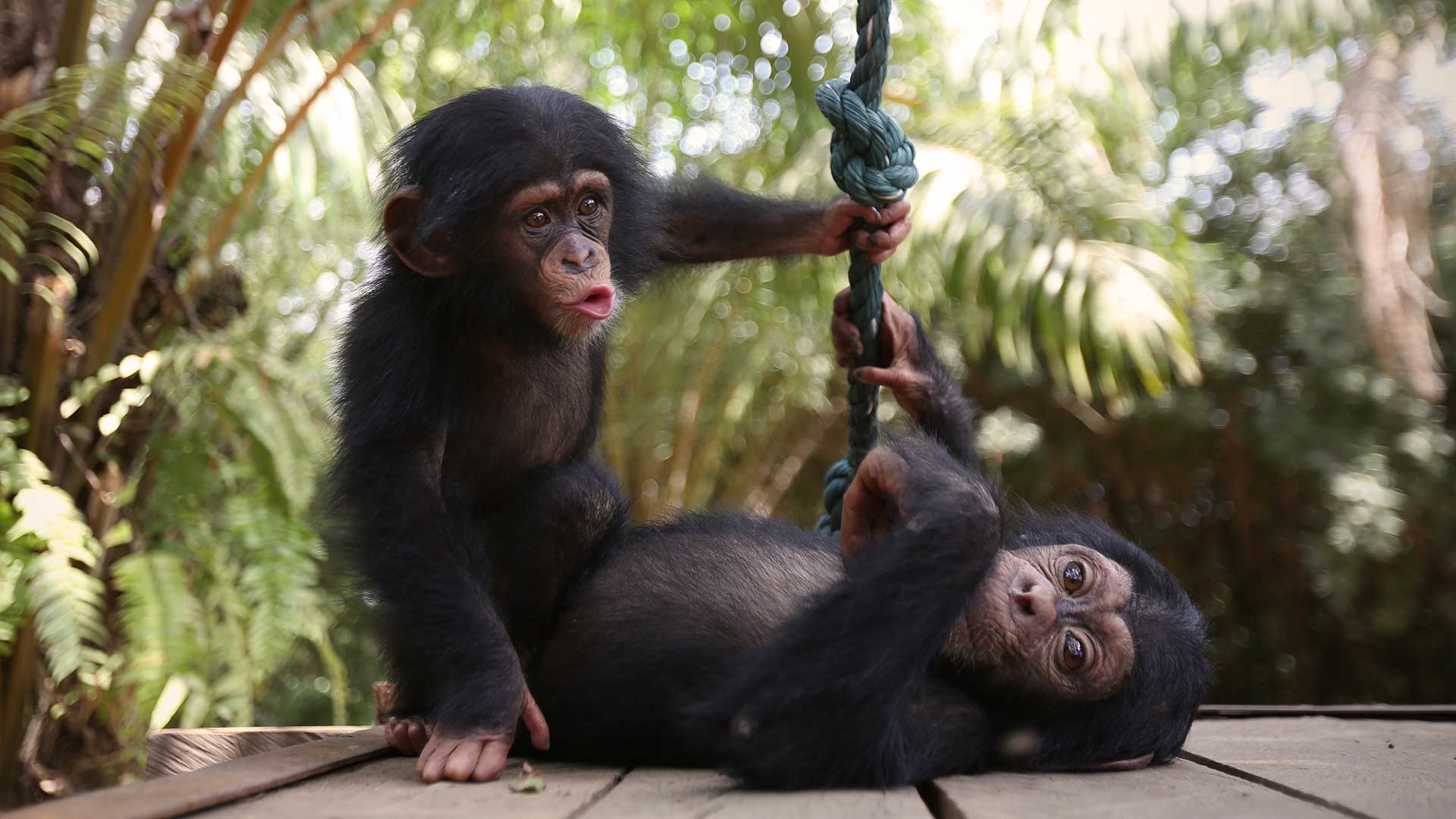 Watch Baby Chimp Rescue Season 1 Episode 3 | Stream Full Episodes