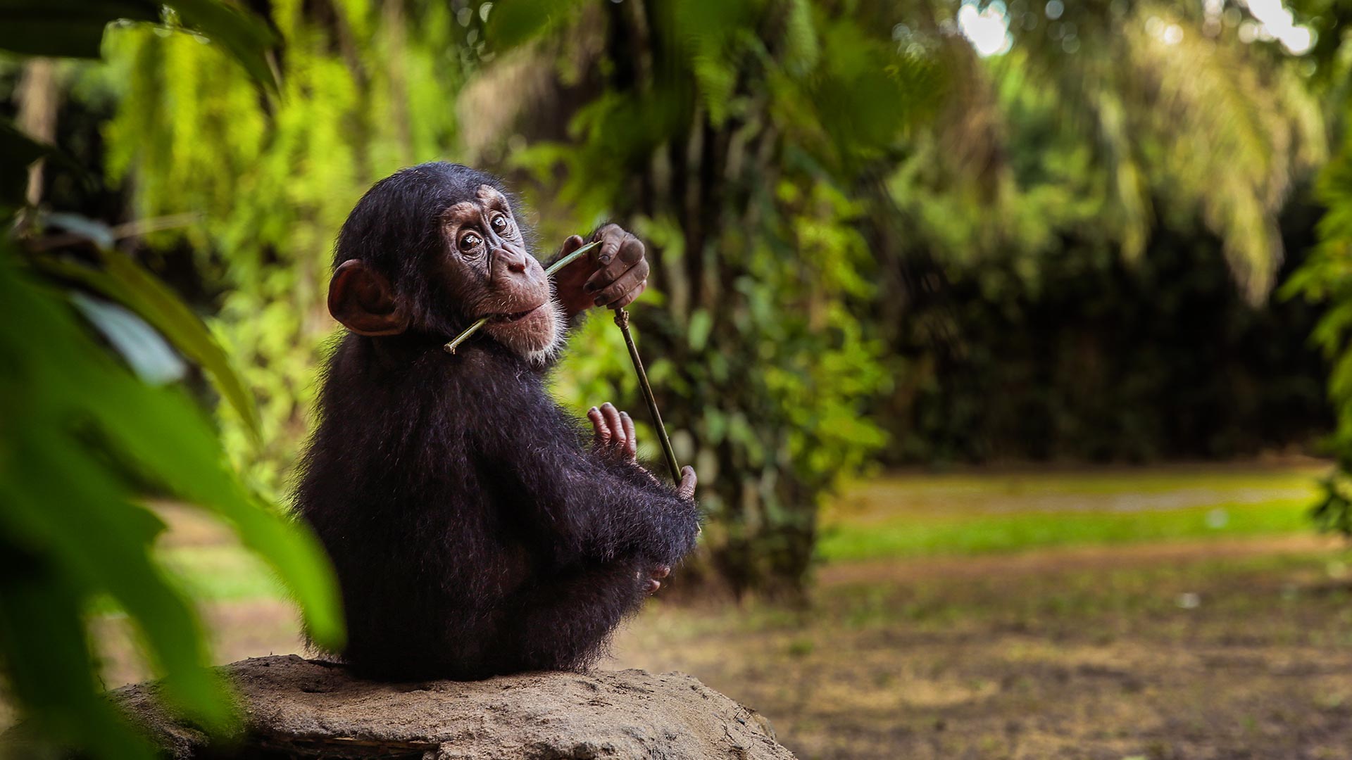 Watch Baby Chimp Rescue Online | Stream Full Episodes