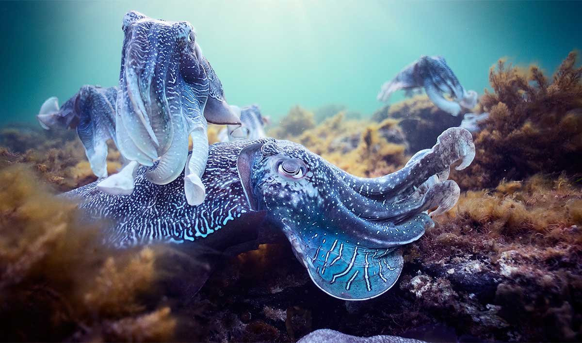 Explore the Depths of the Sea With Planet Earth: Blue Planet II