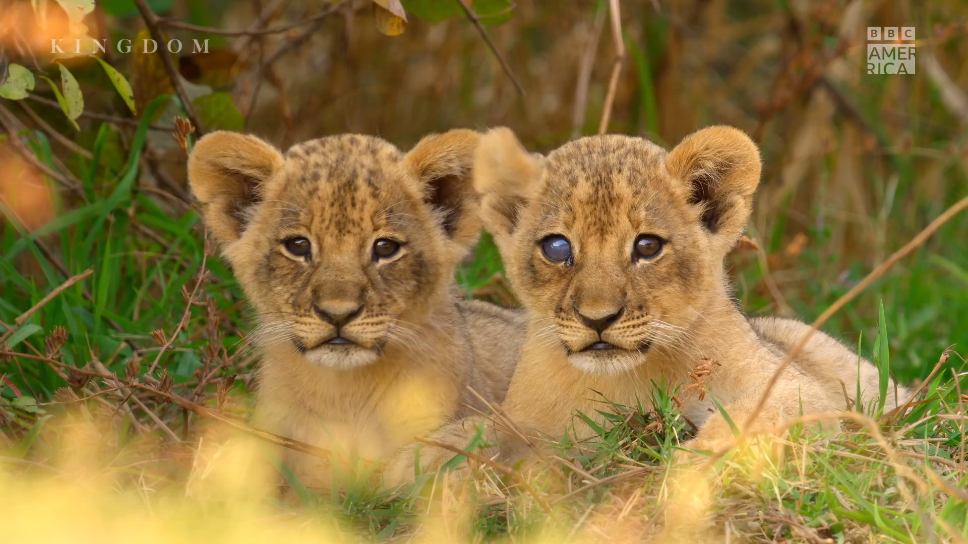 Planet Earth: Kingdom Trailer