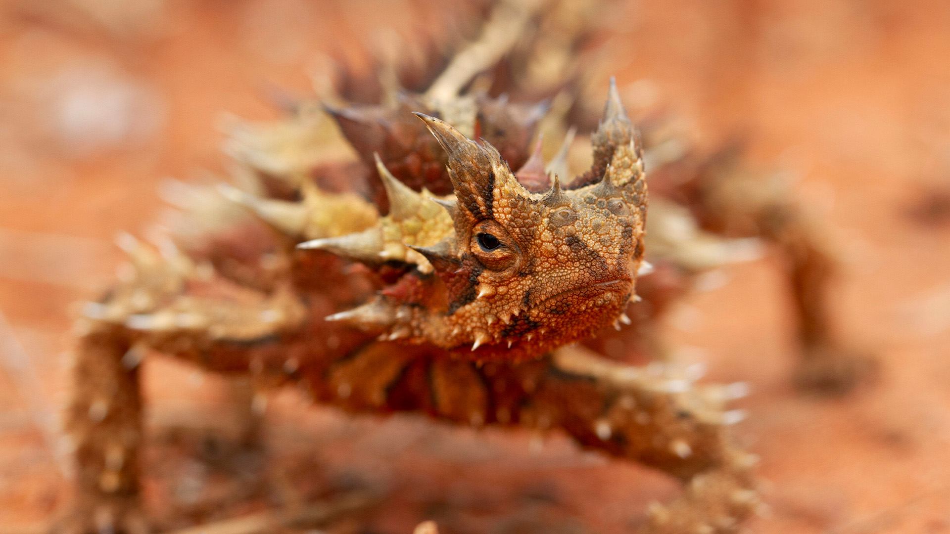 Australia, A land cast adrift filled with never-before-seen predators., Season 1, Episode 4